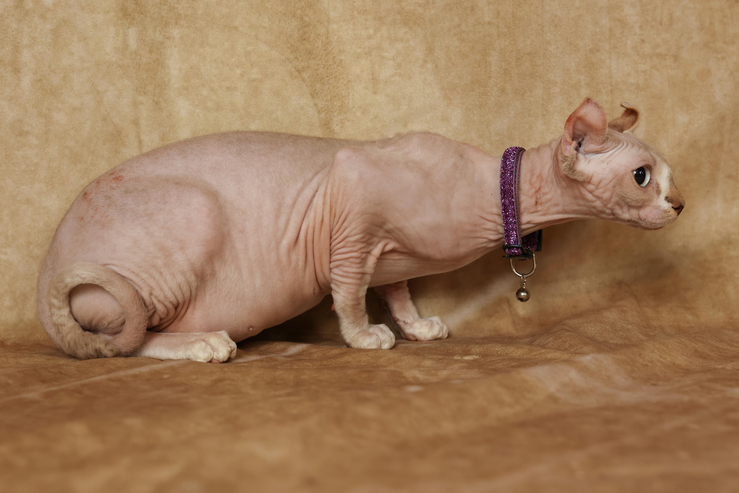 Cats. Time machine Studio