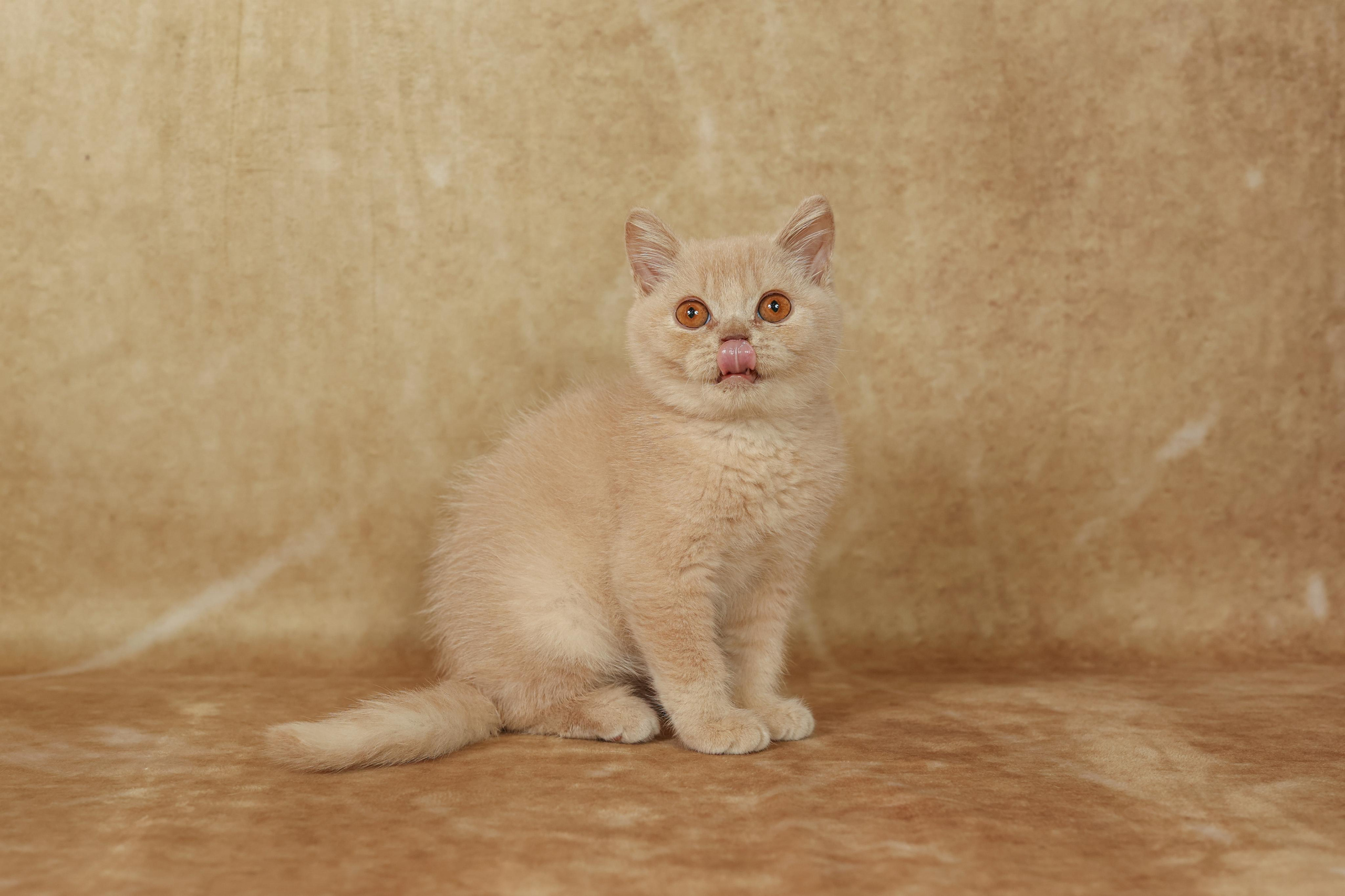 Cats. Time machine Studio