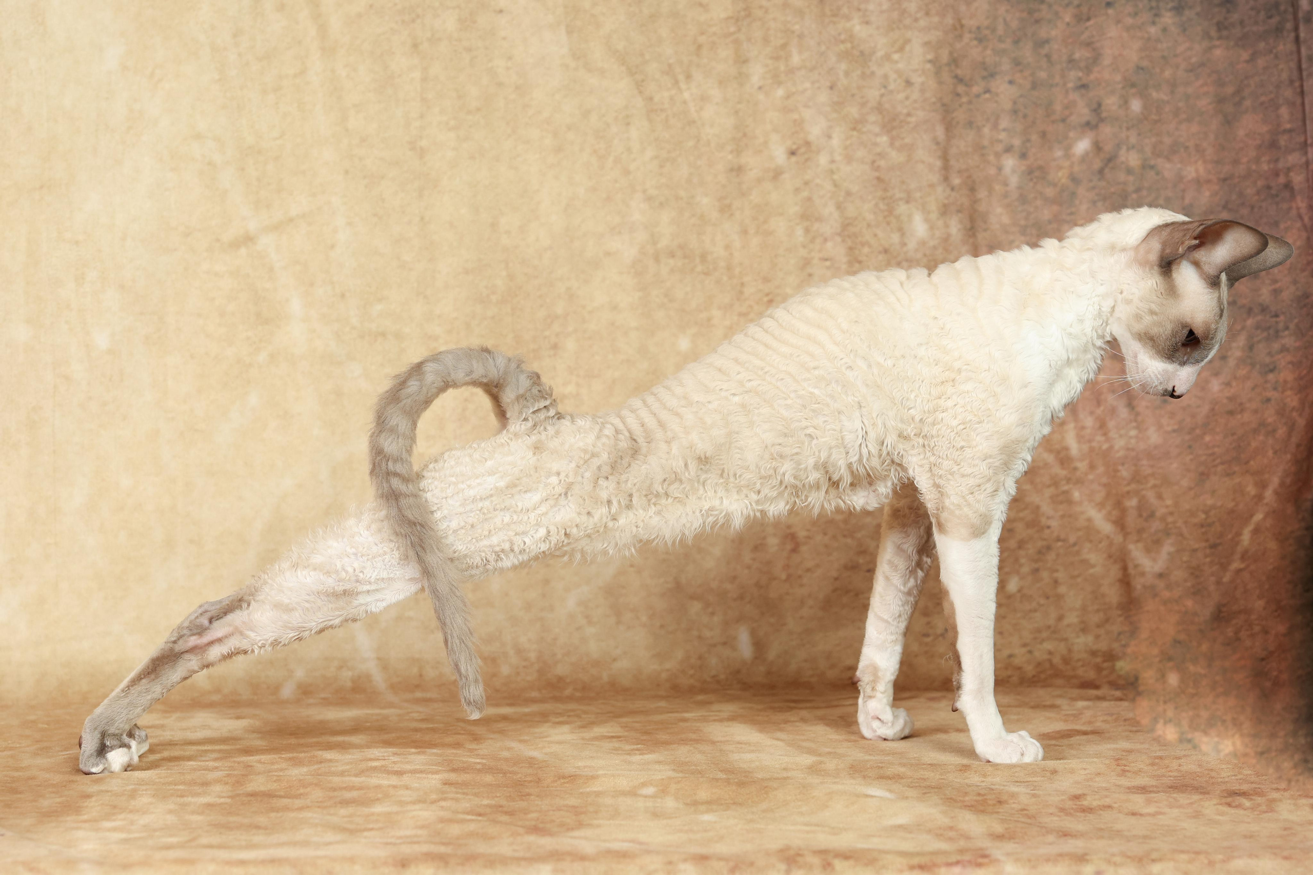 Cats. Time machine Studio