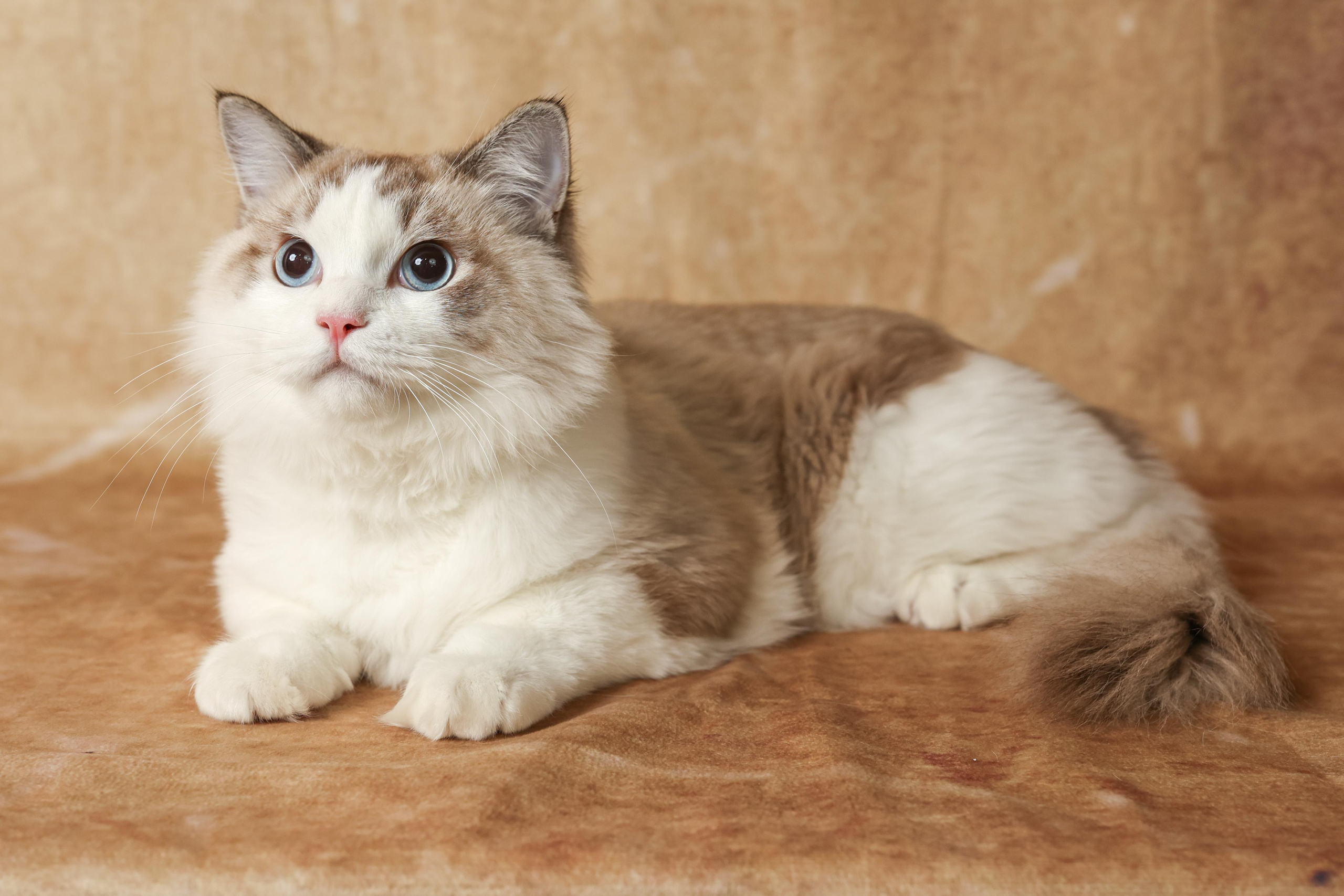 Cats. Time machine Studio