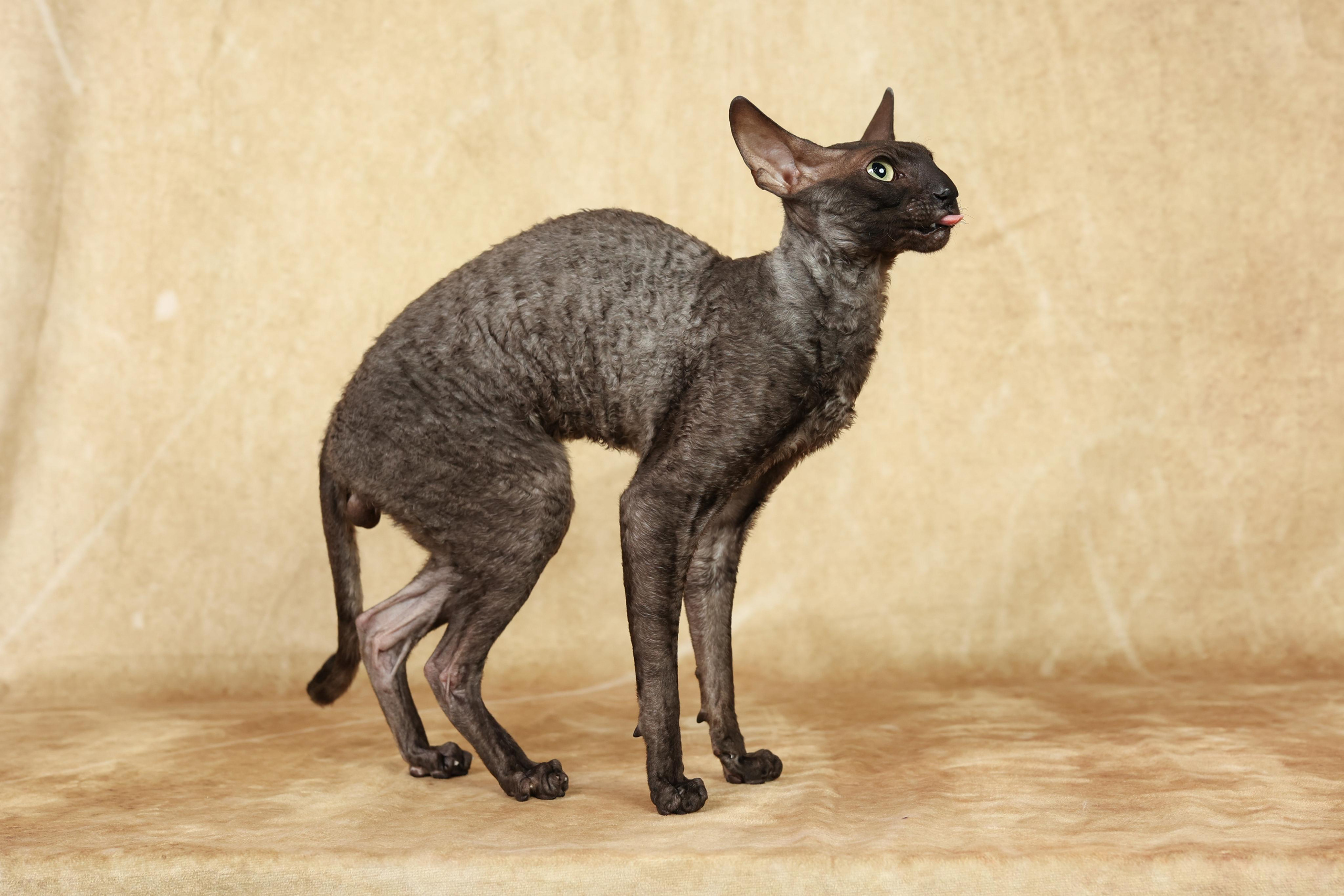 Cats. Time machine Studio