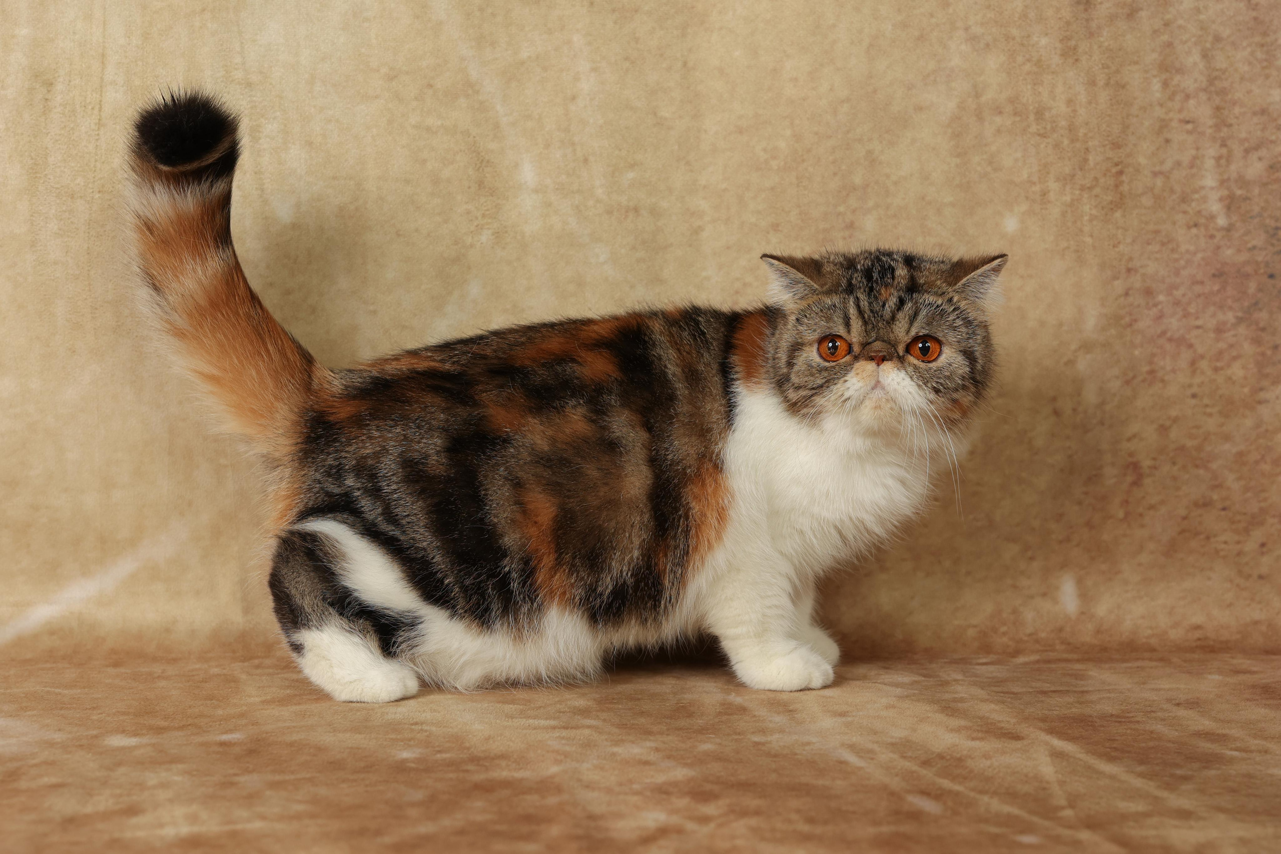 Cats. Time machine Studio