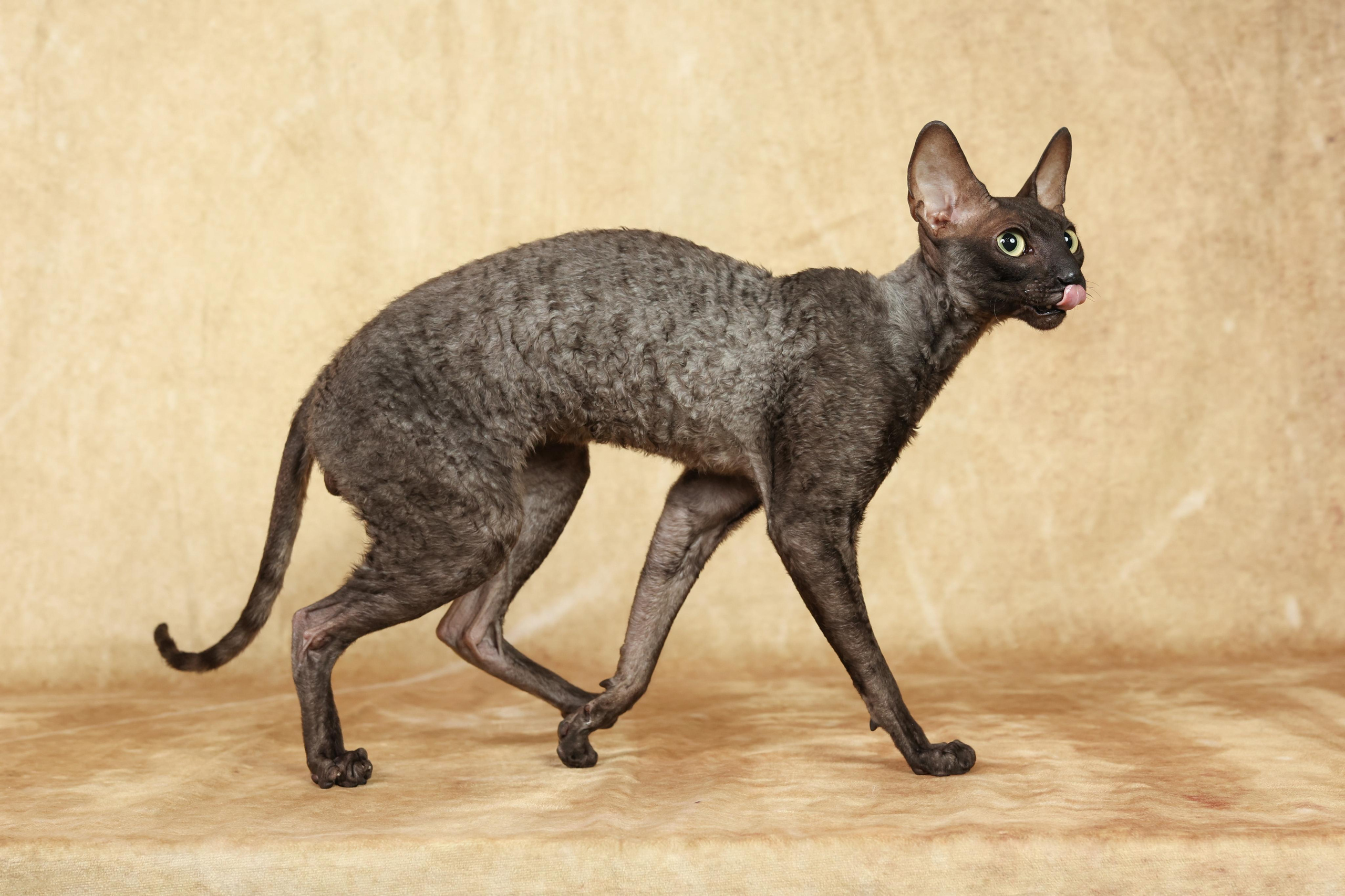 Cats. Time machine Studio