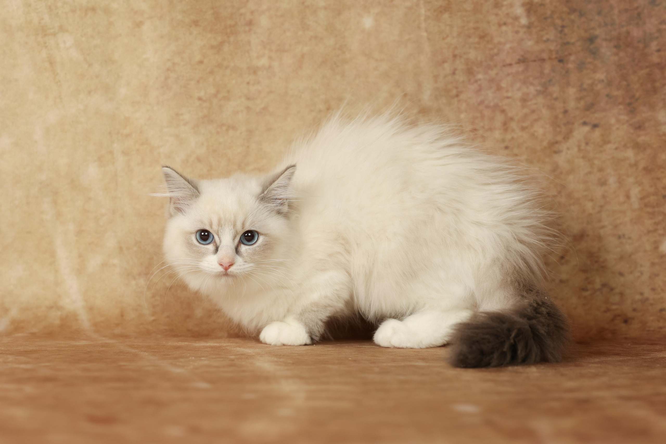 Cats. Time machine Studio