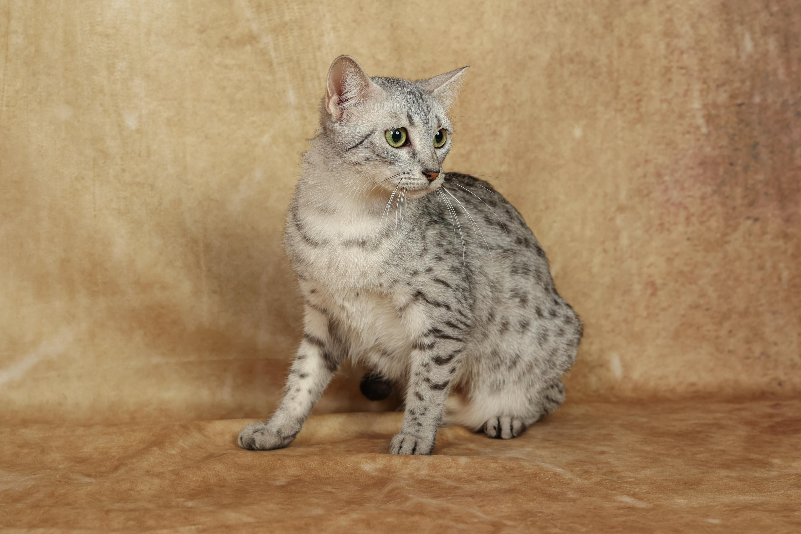 Cats. Time machine Studio