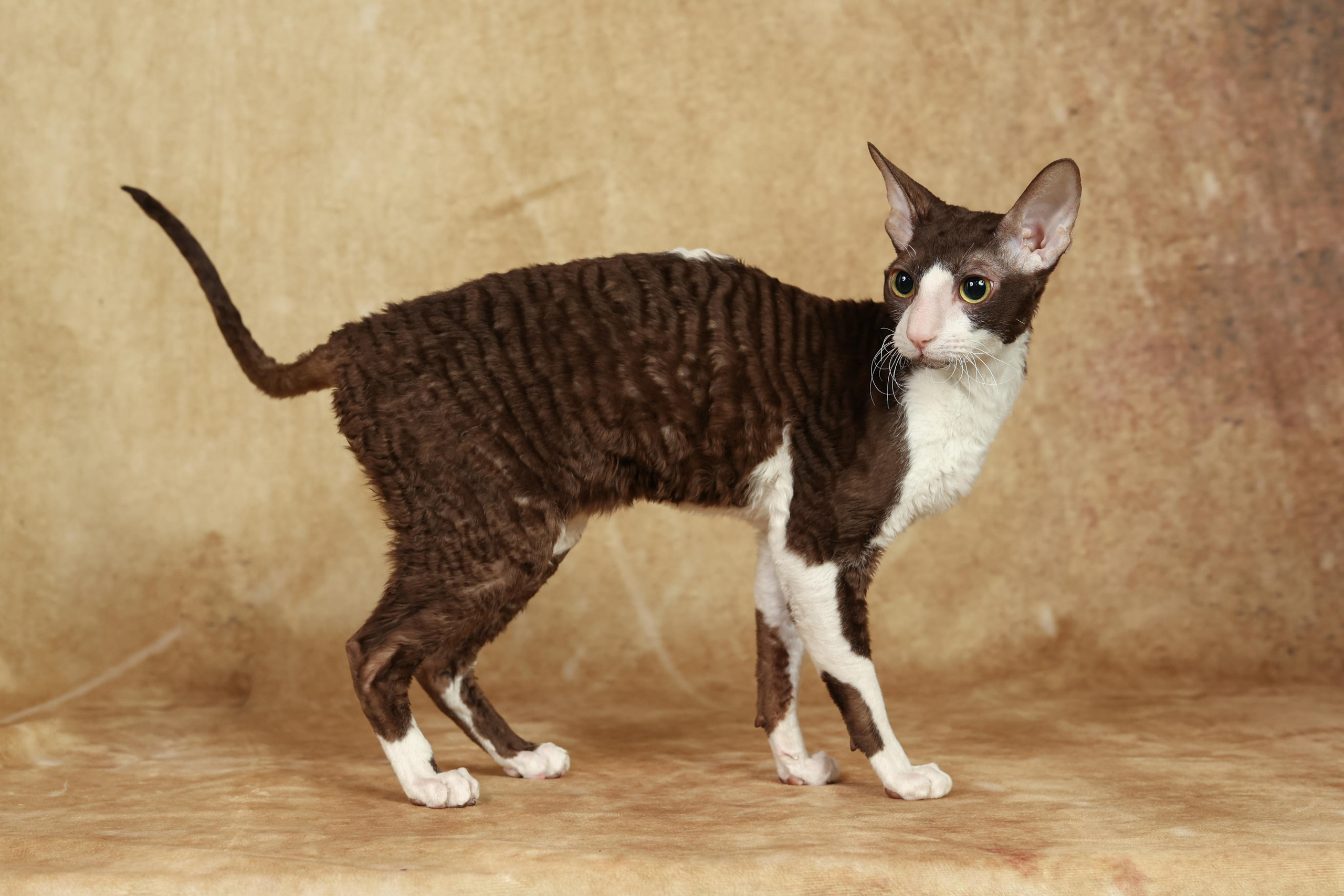 Cats. Time machine Studio