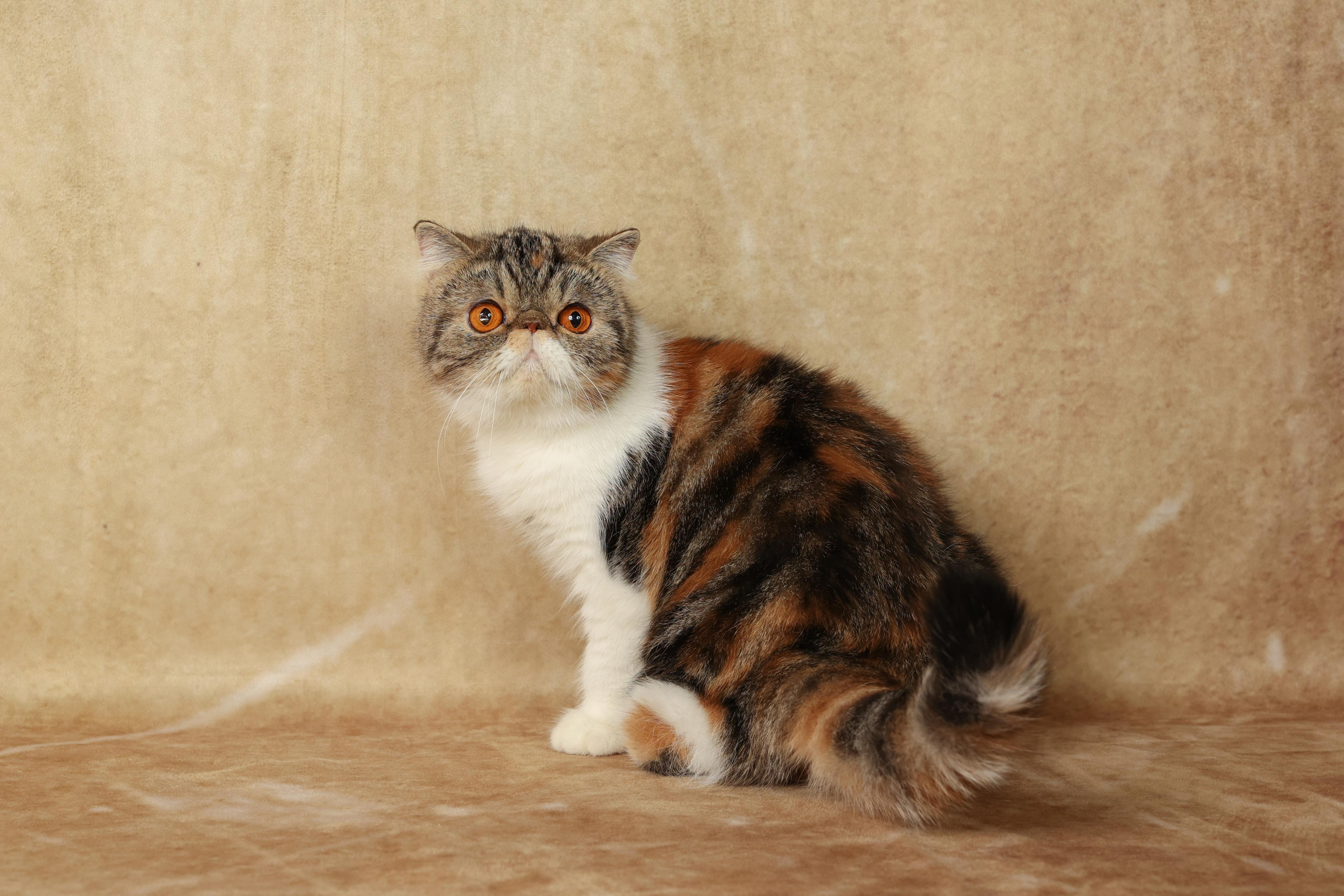 Cats. Time machine Studio