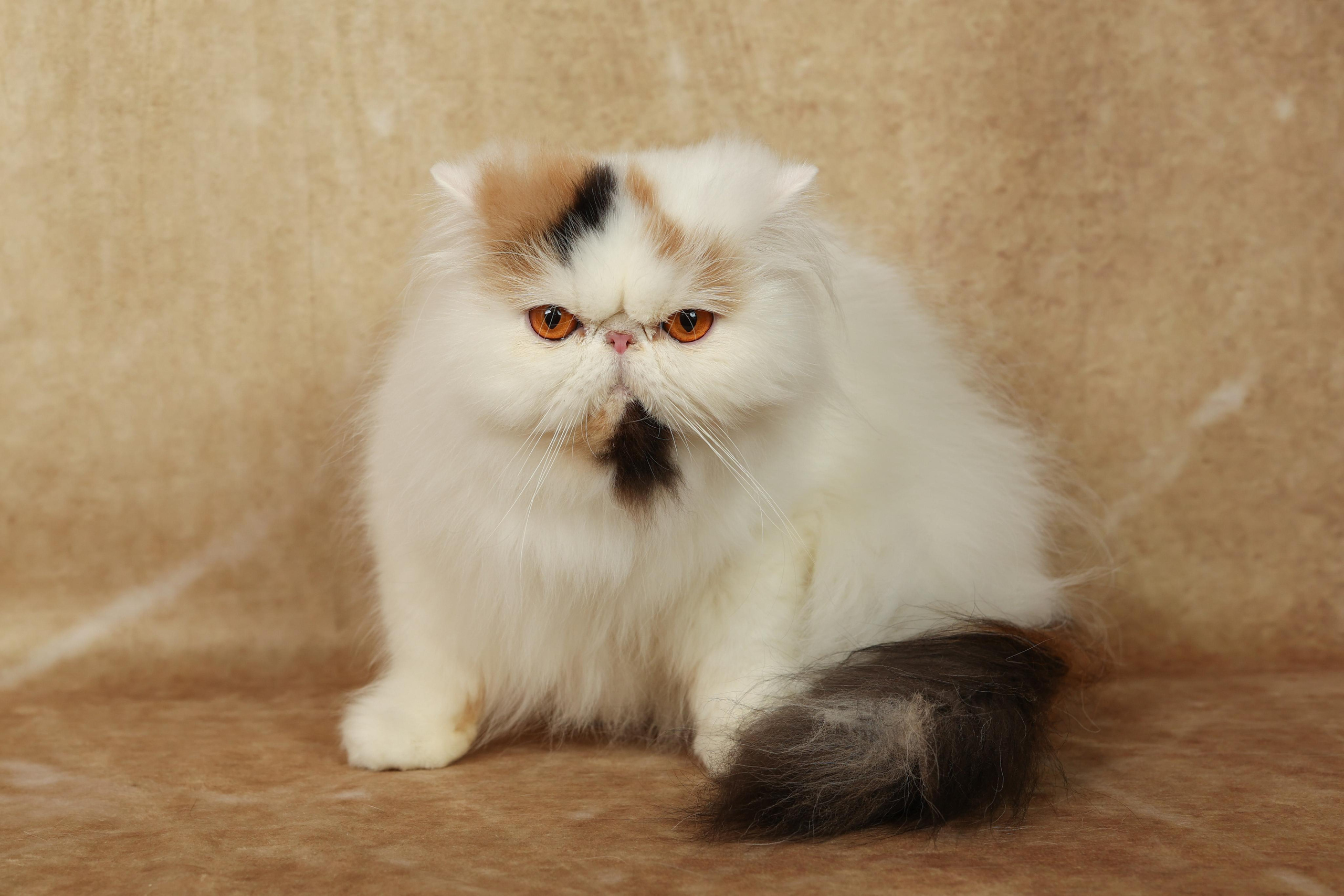 Cats. Time machine Studio