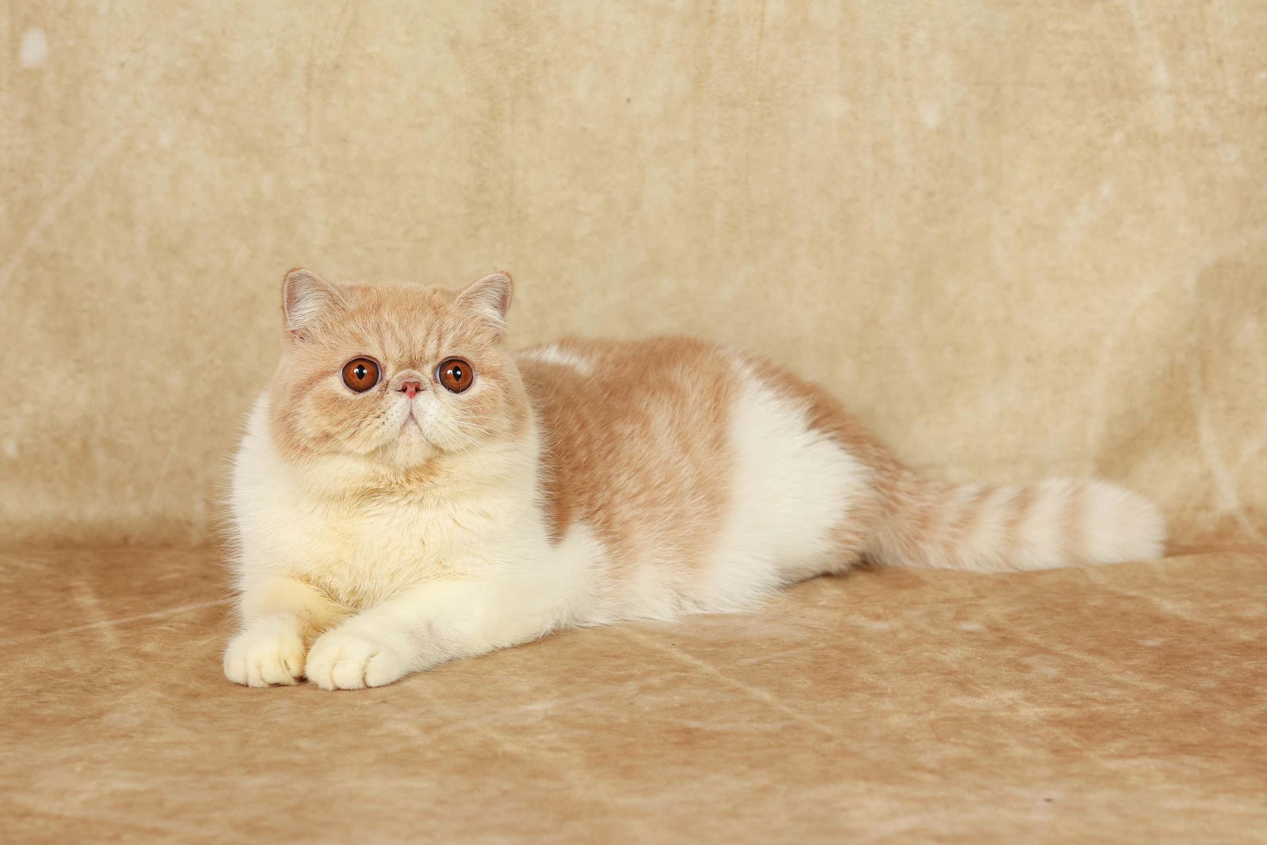 Cats. Time machine Studio