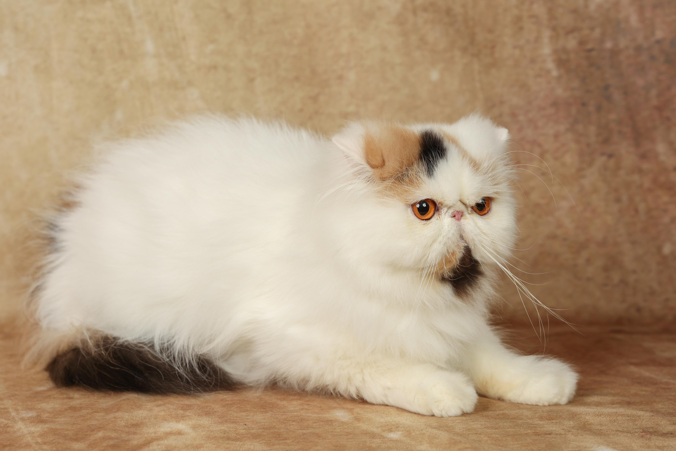 Cats. Time machine Studio