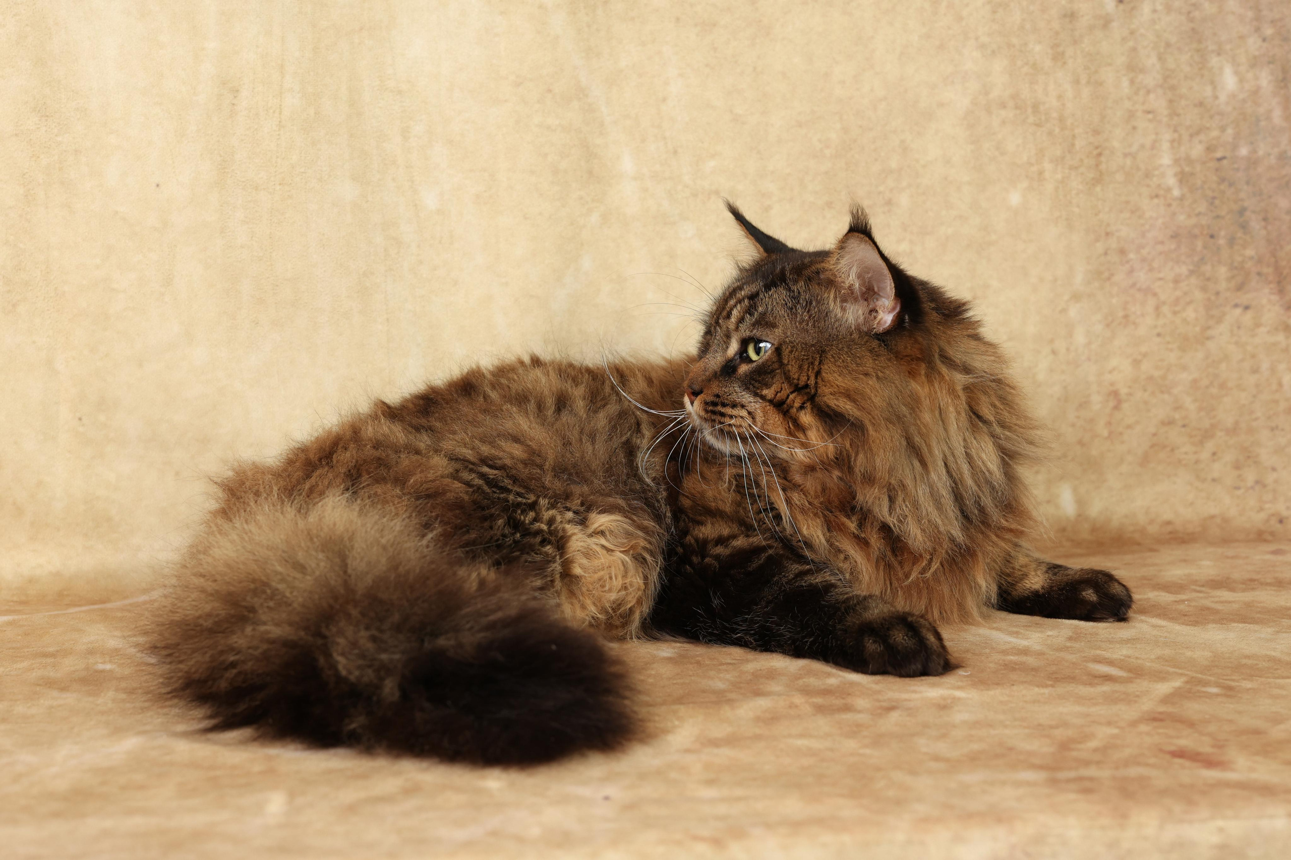 Cats. Time machine Studio