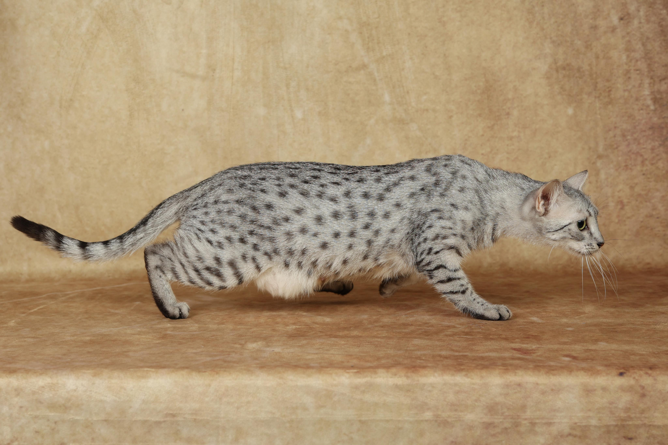 Cats. Time machine Studio