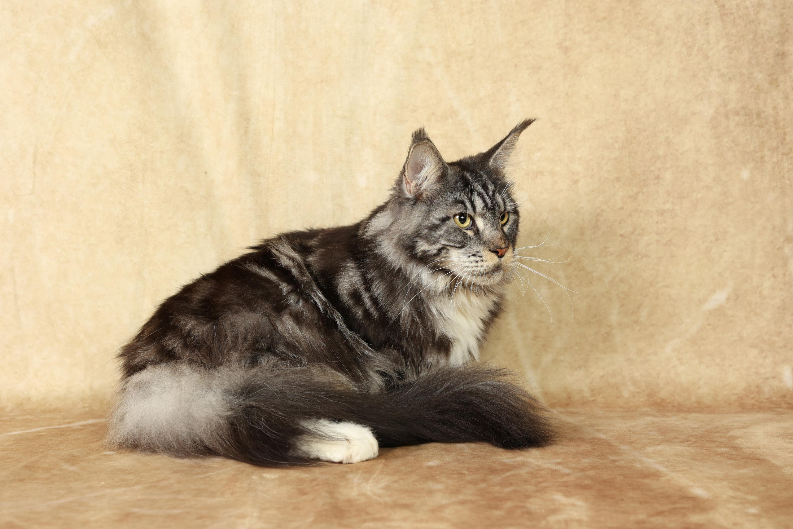 Cats. Time machine Studio