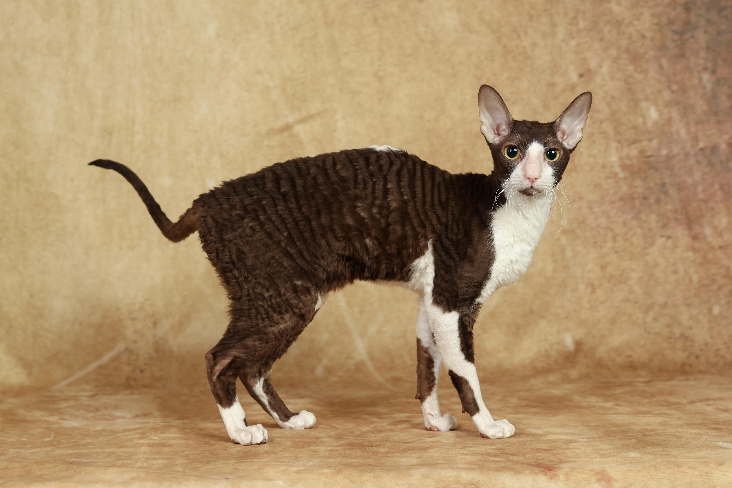 Cats. Time machine Studio