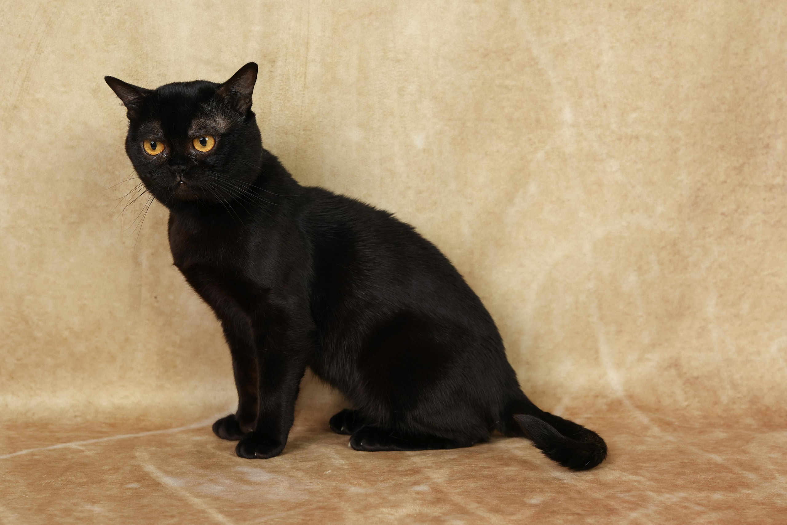 Cats. Time machine Studio