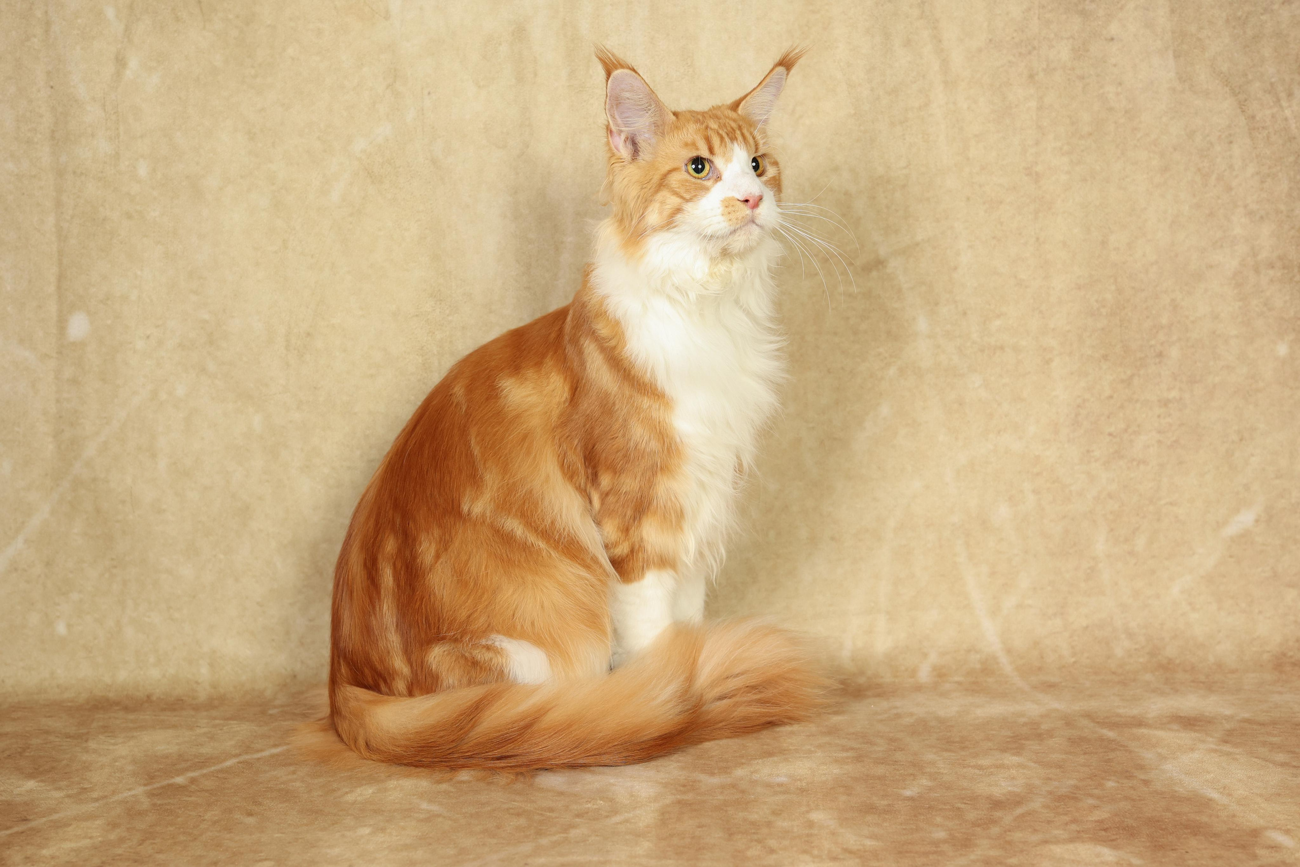 Cats. Time machine Studio