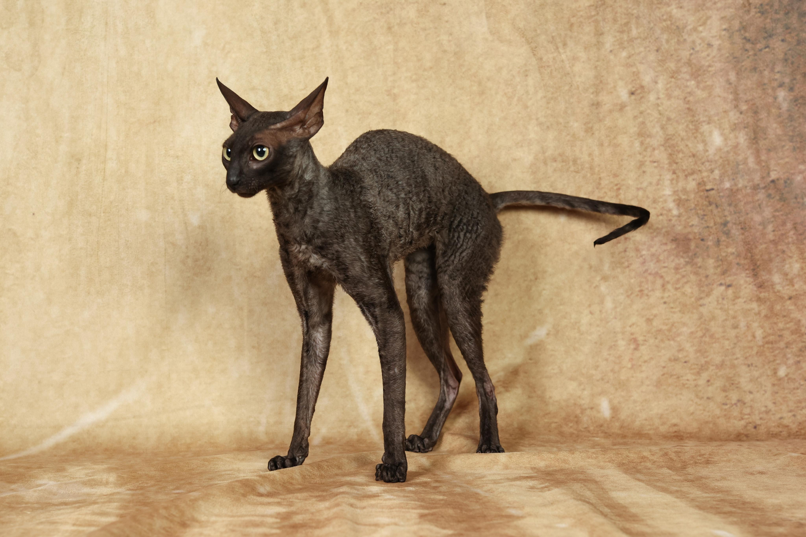 Cats. Time machine Studio