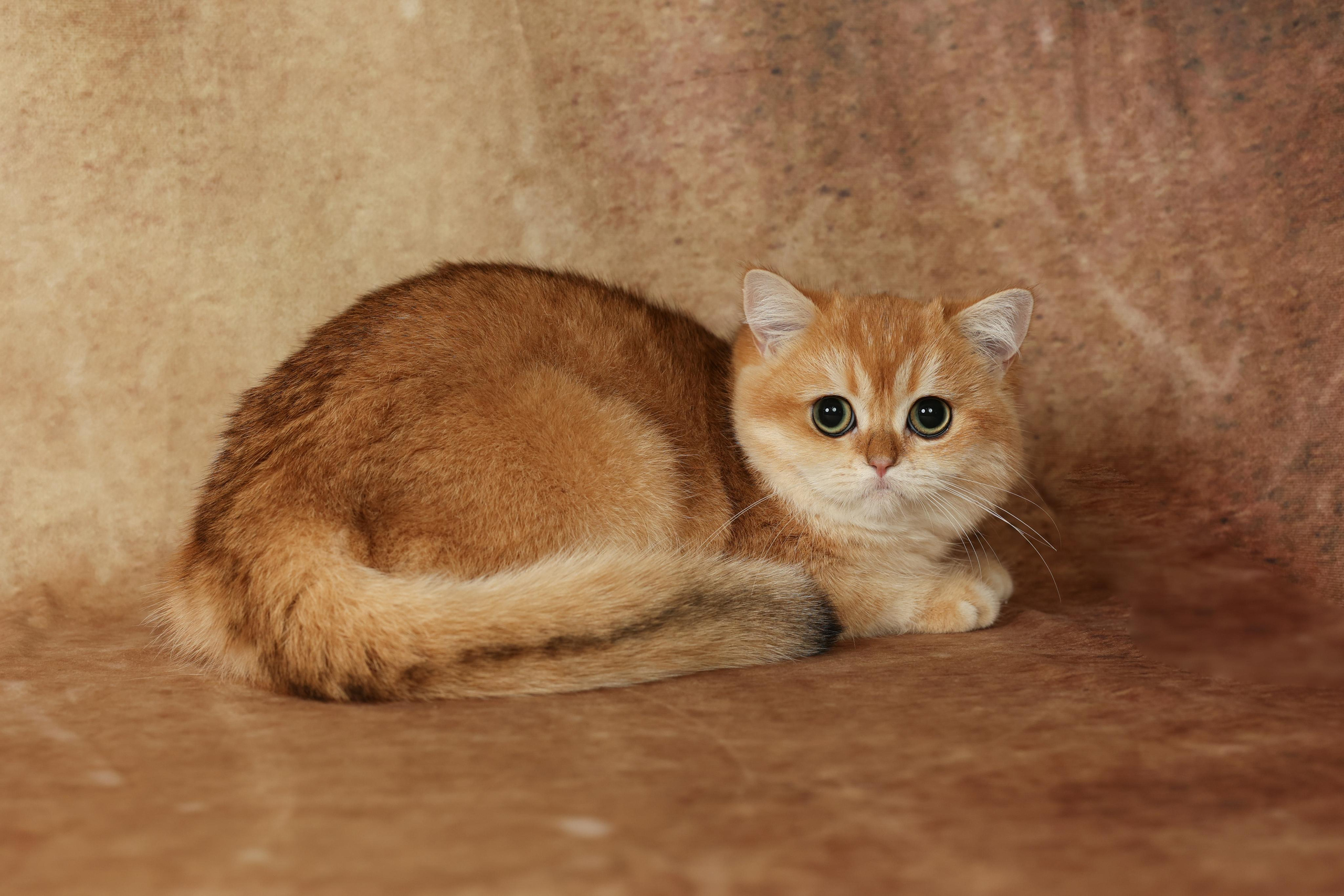 Cats. Time machine Studio