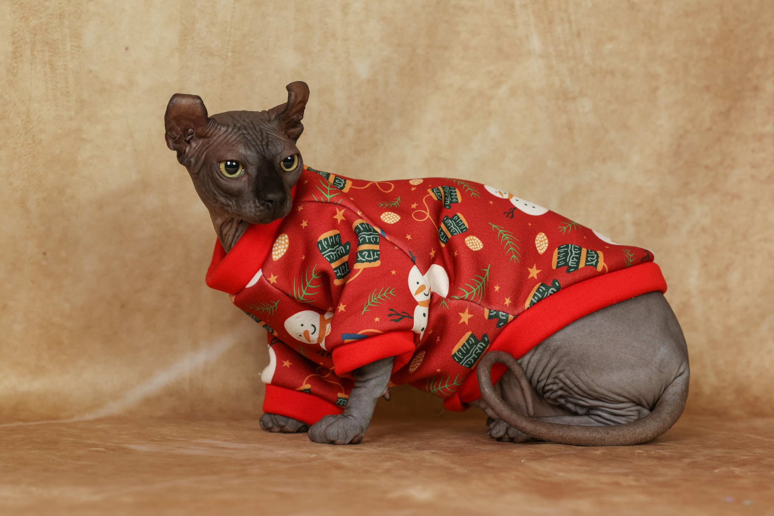 Cats. Time machine Studio