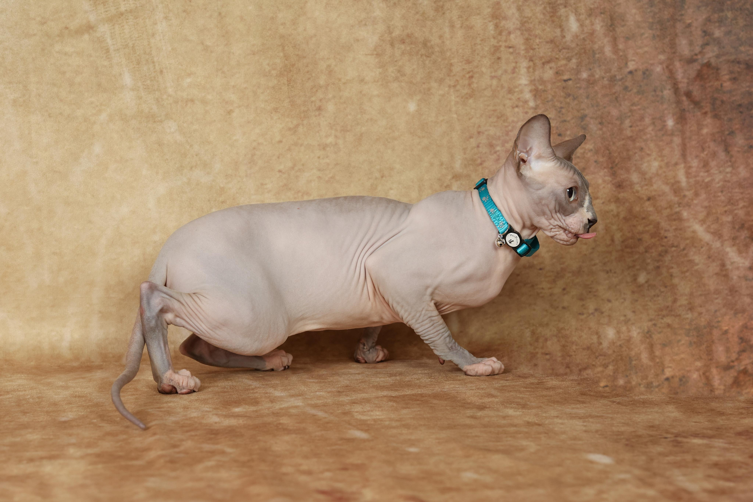 Cats. Time machine Studio