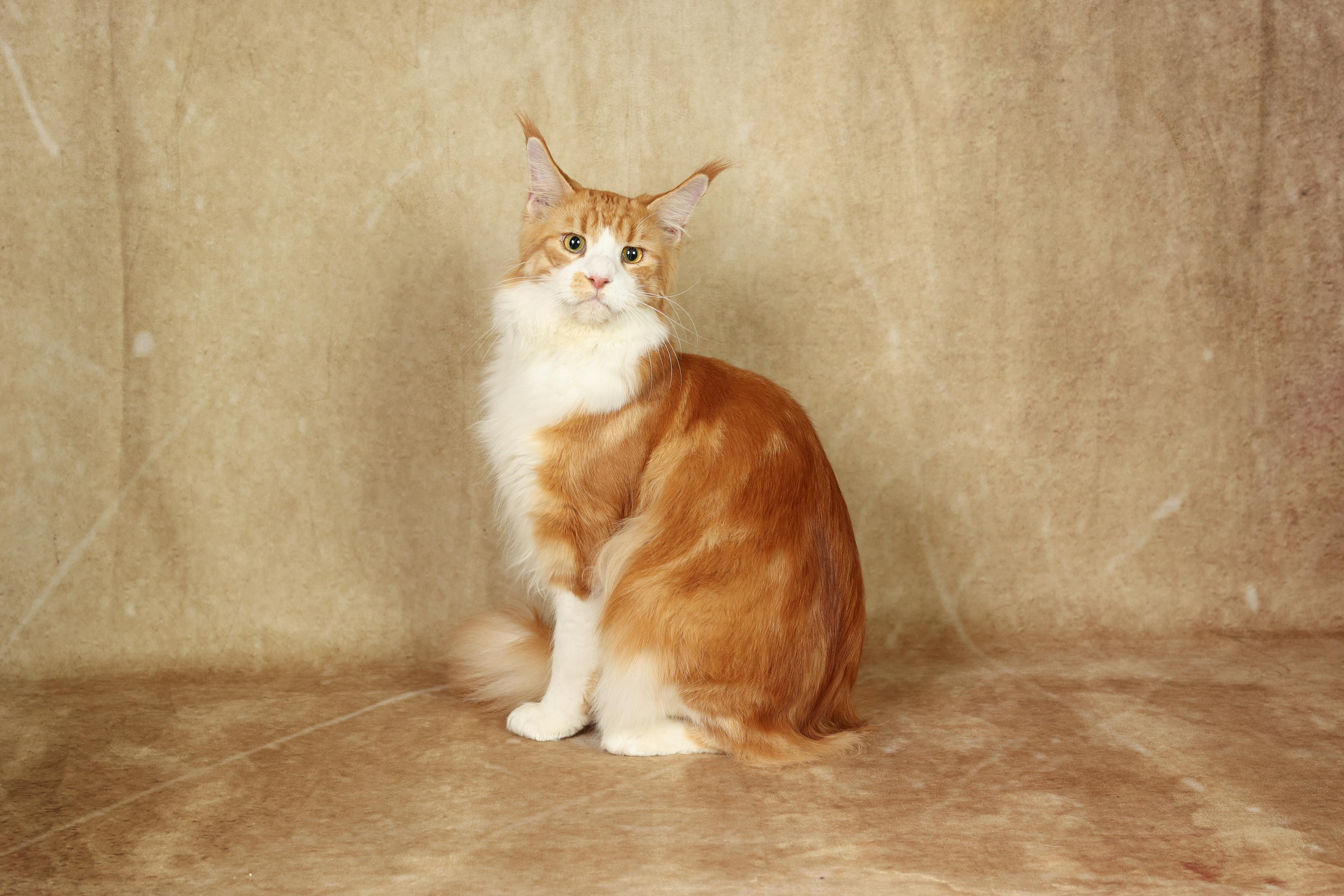 Cats. Time machine Studio