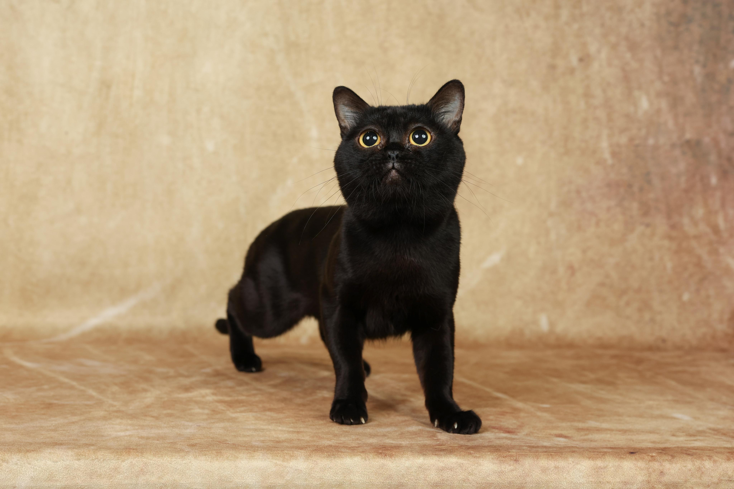 Cats. Time machine Studio