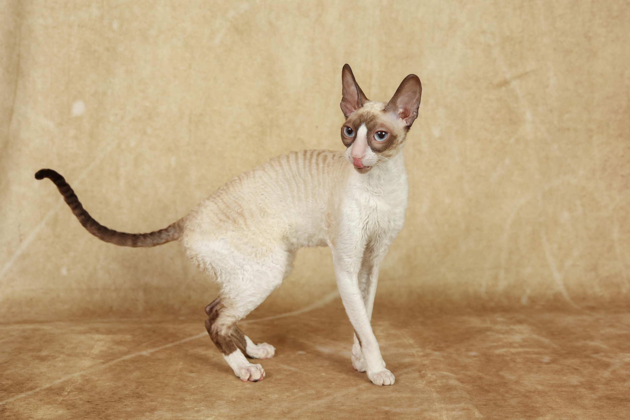 Cats. Time machine Studio