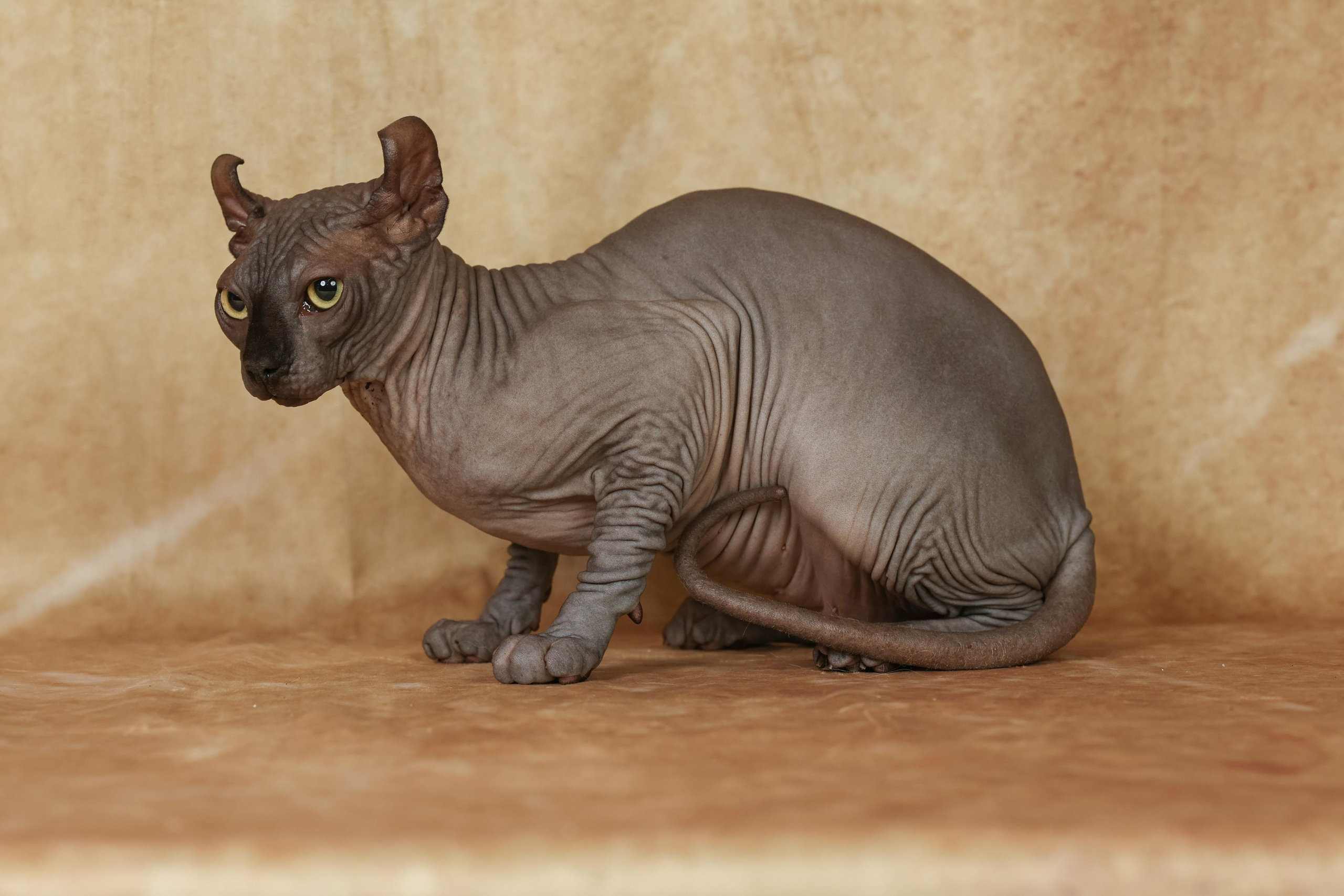 Cats. Time machine Studio