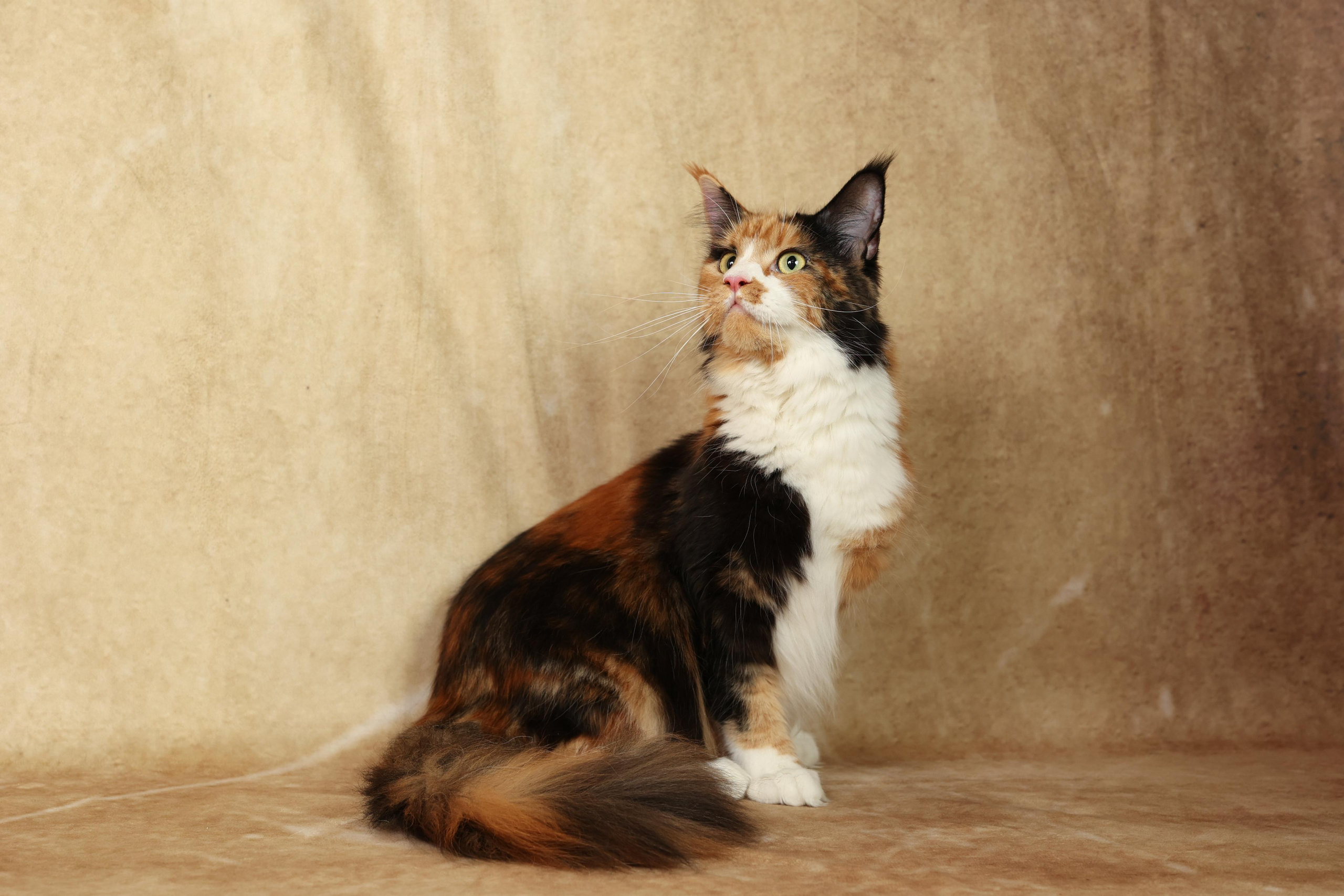 Cats. Time machine Studio