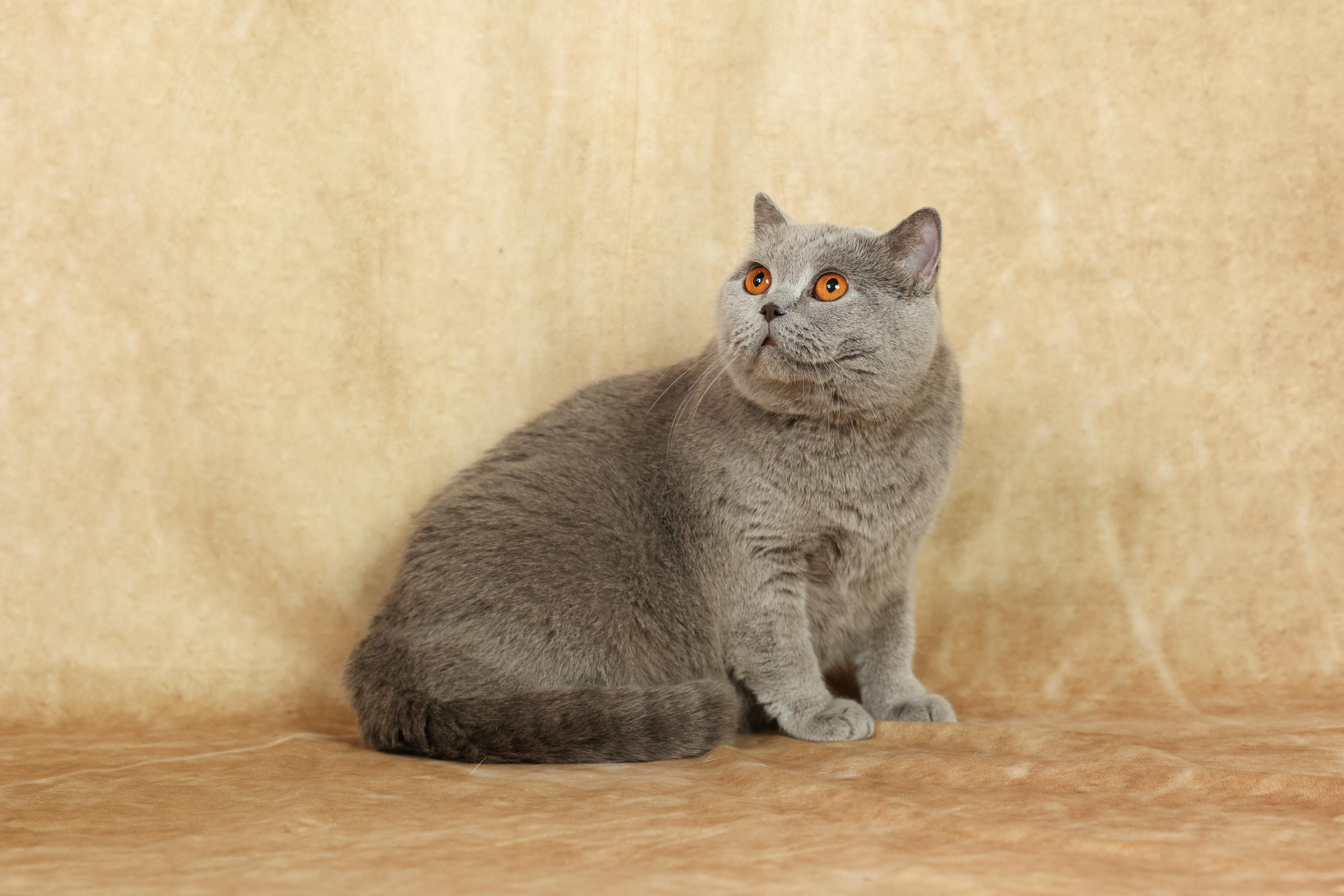 Cats. Time machine Studio