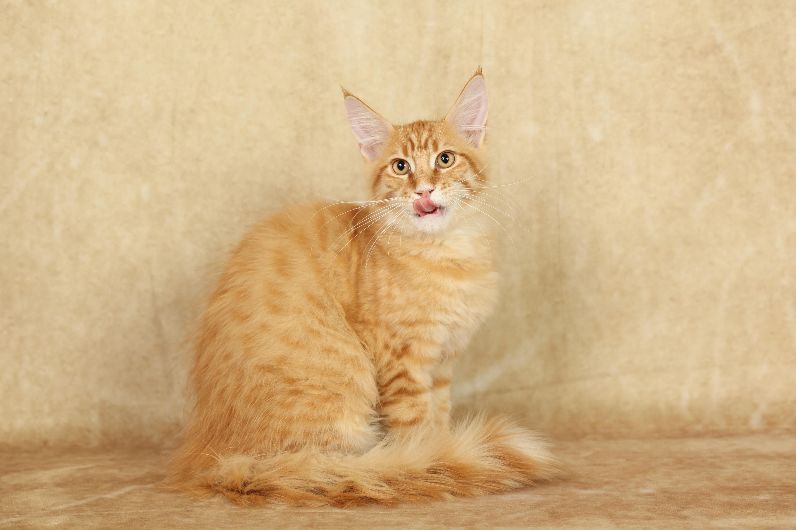 Cats. Time machine Studio