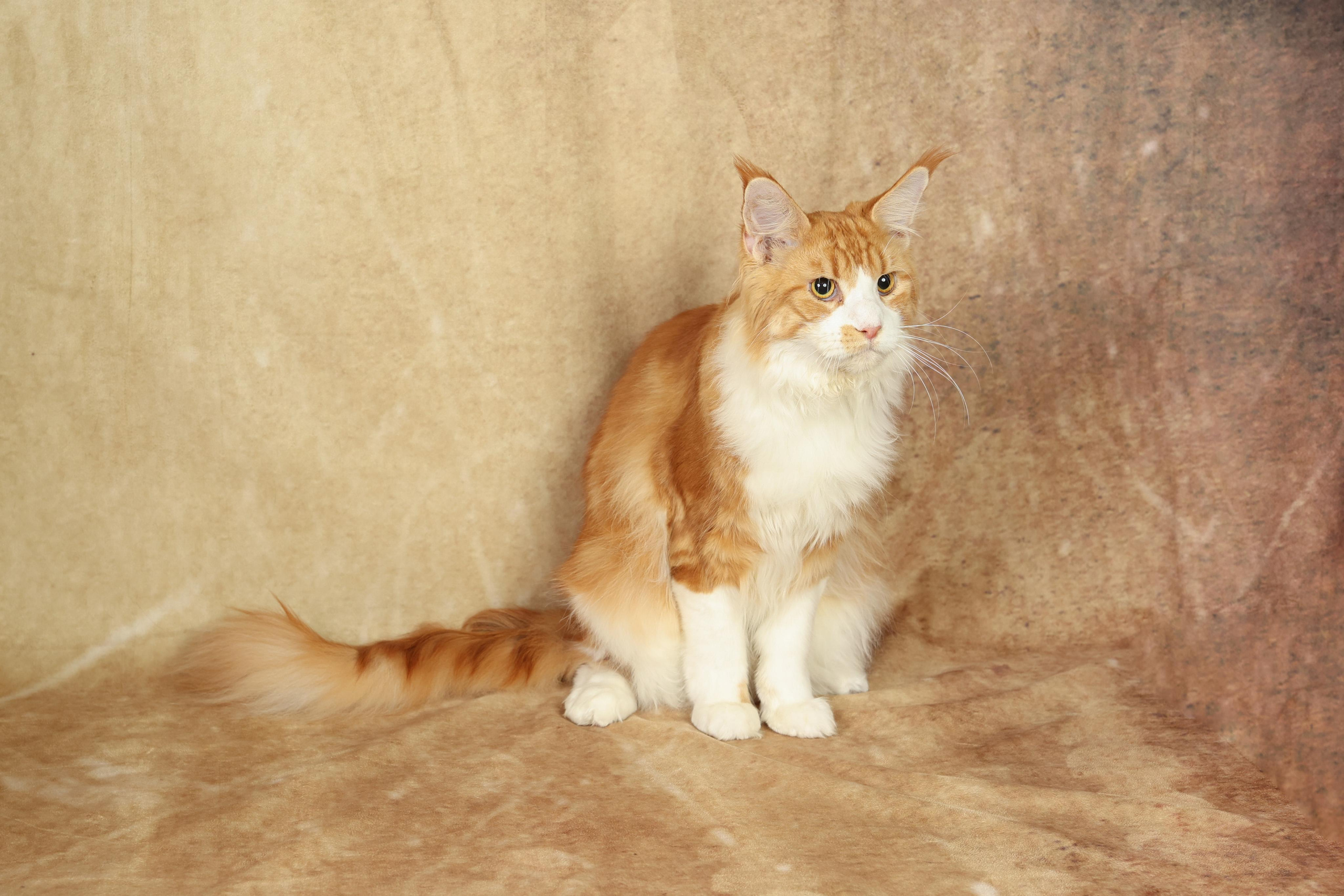 Cats. Time machine Studio