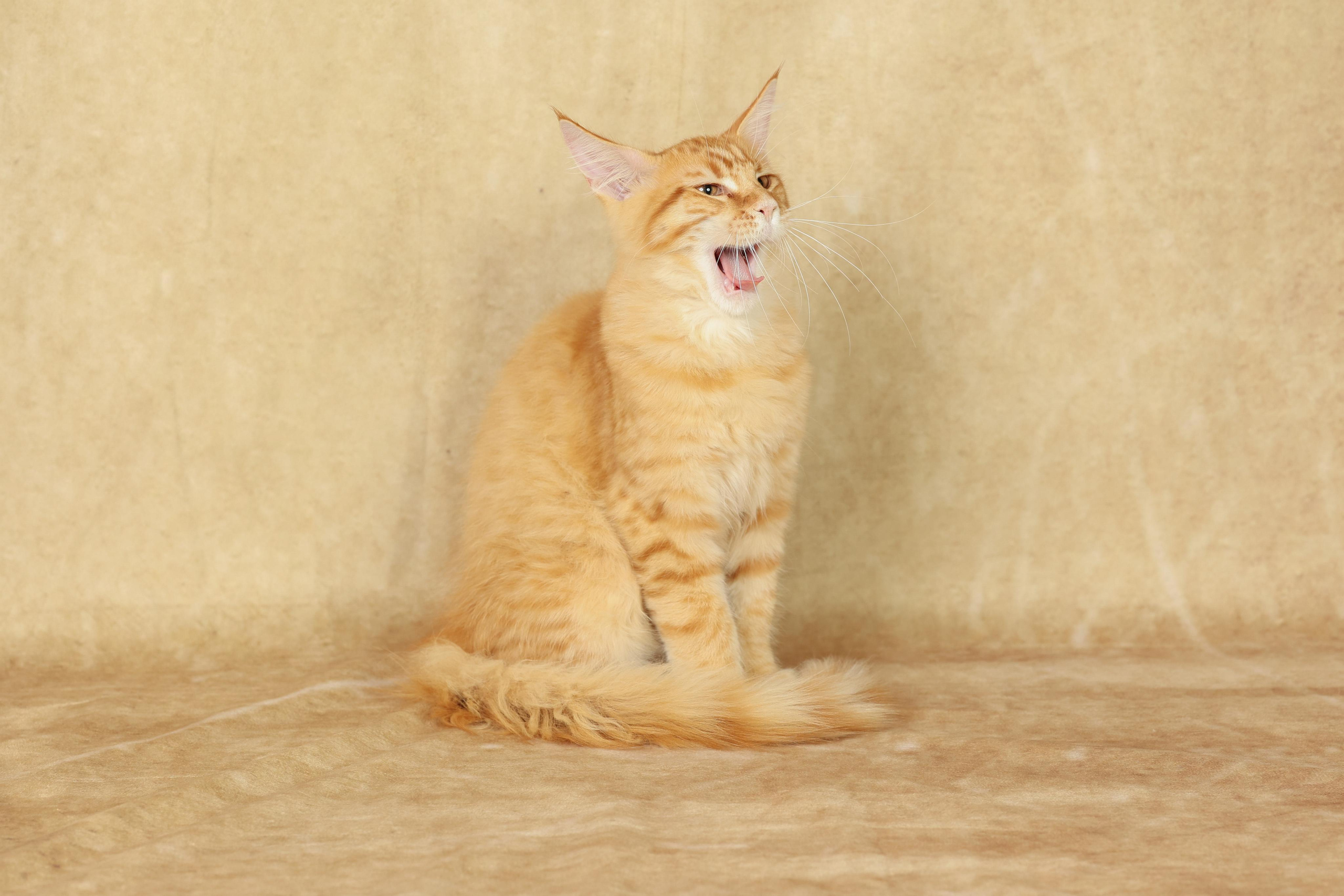 Cats. Time machine Studio