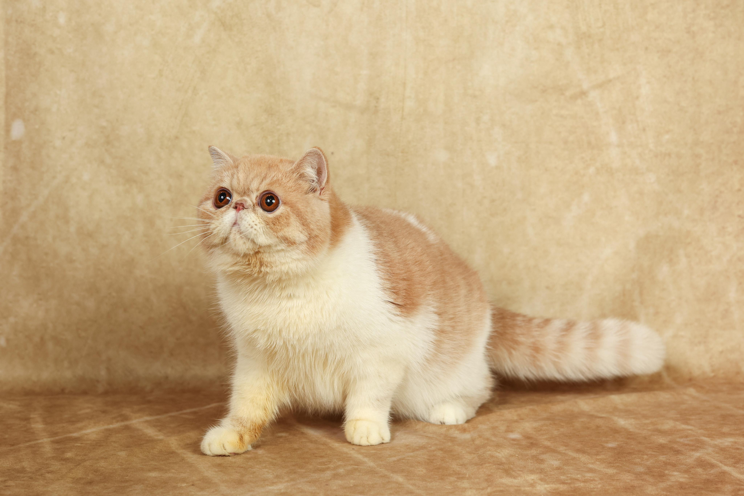 Cats. Time machine Studio