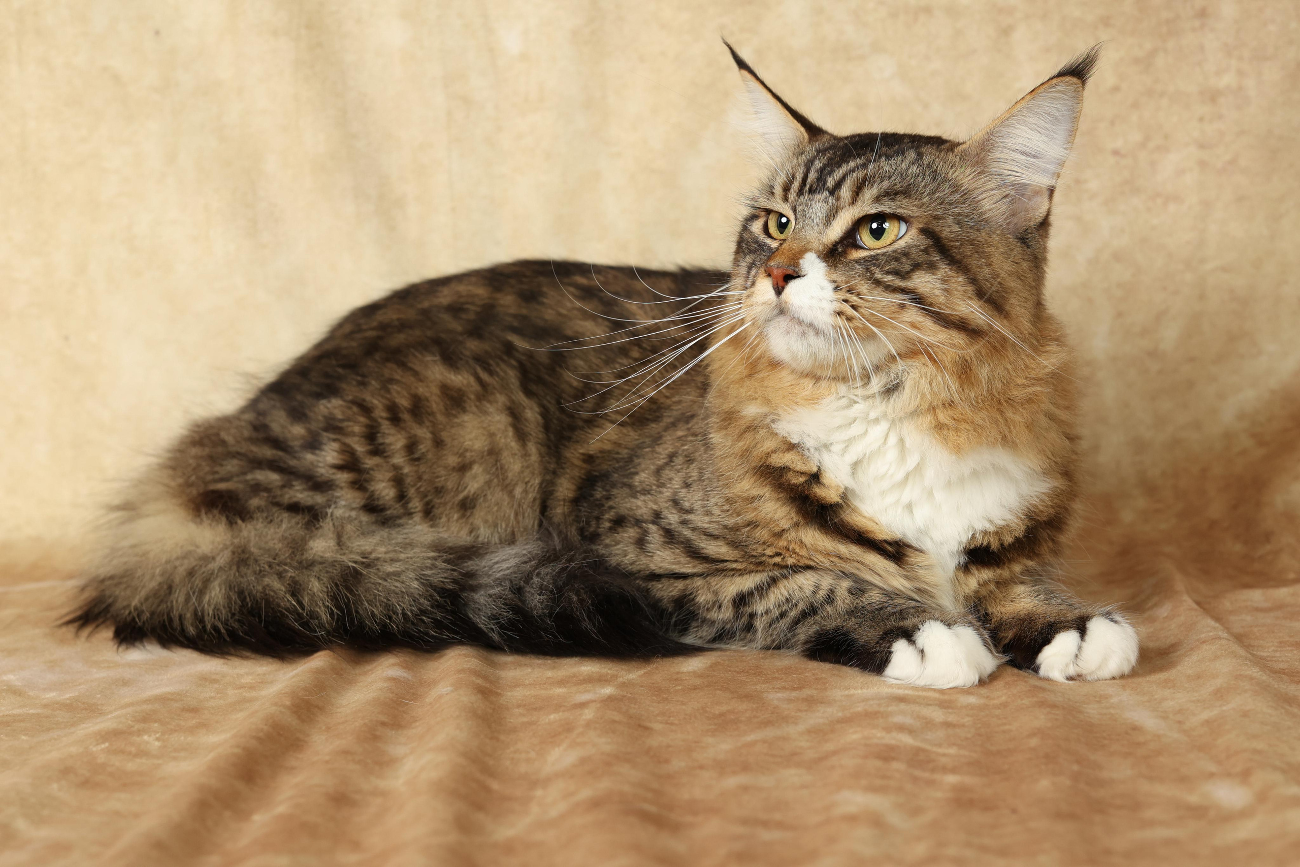 Cats. Time machine Studio