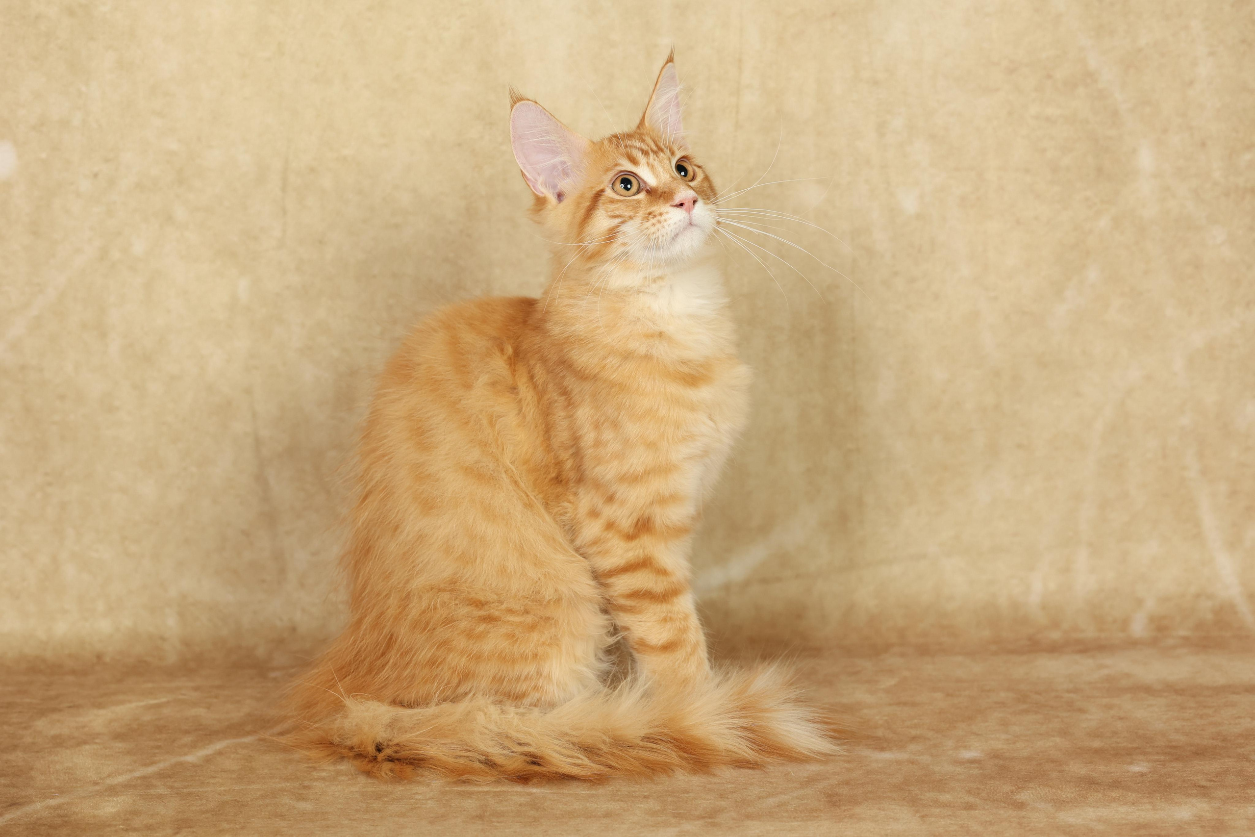 Cats. Time machine Studio