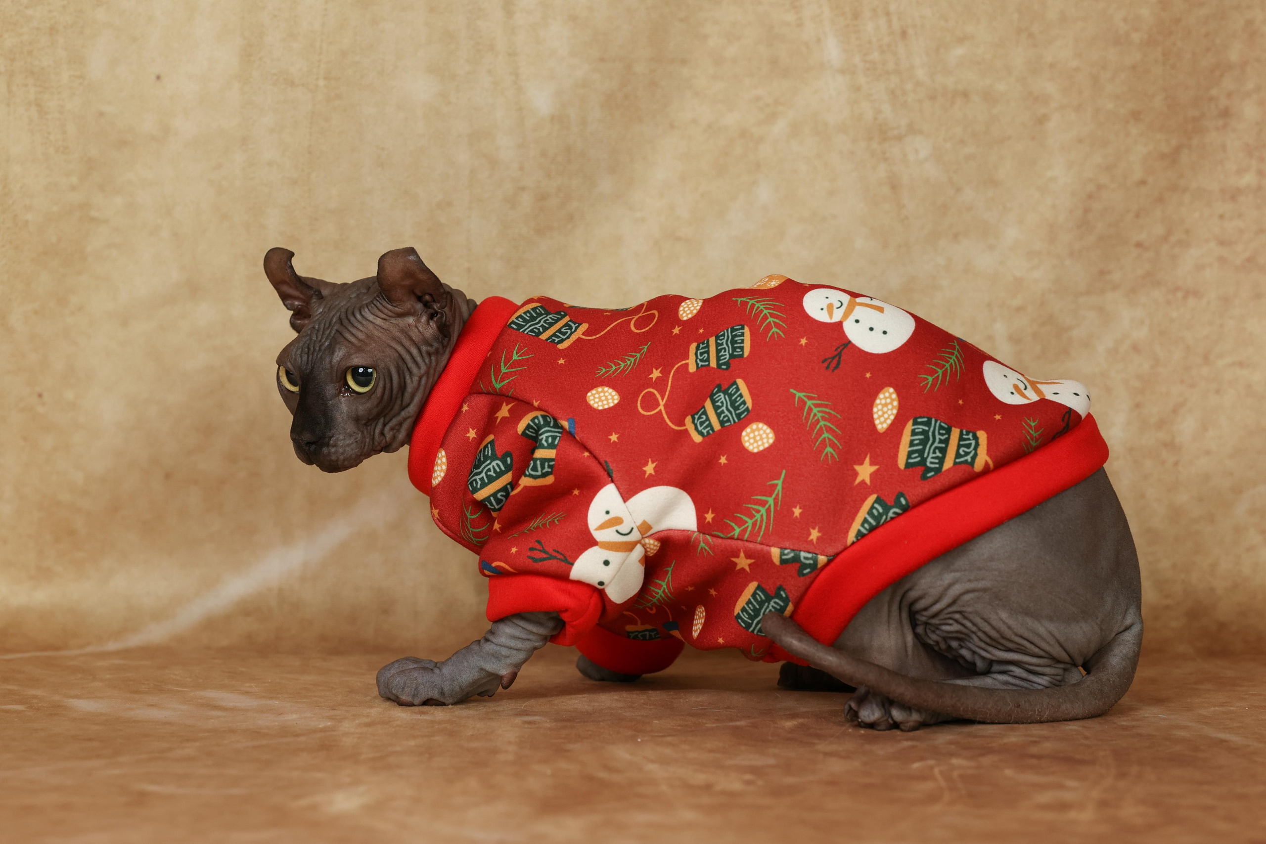 Cats. Time machine Studio