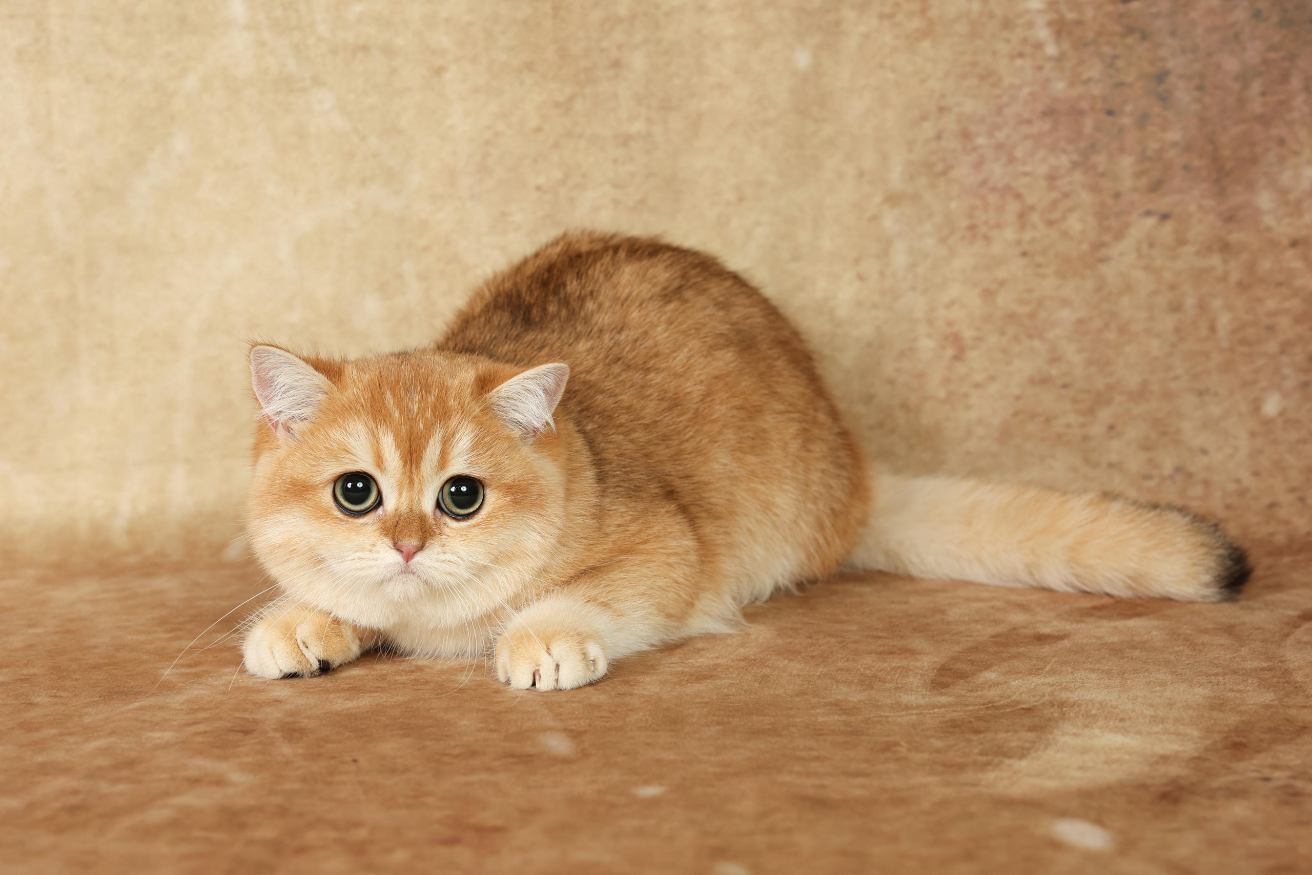 Cats. Time machine Studio