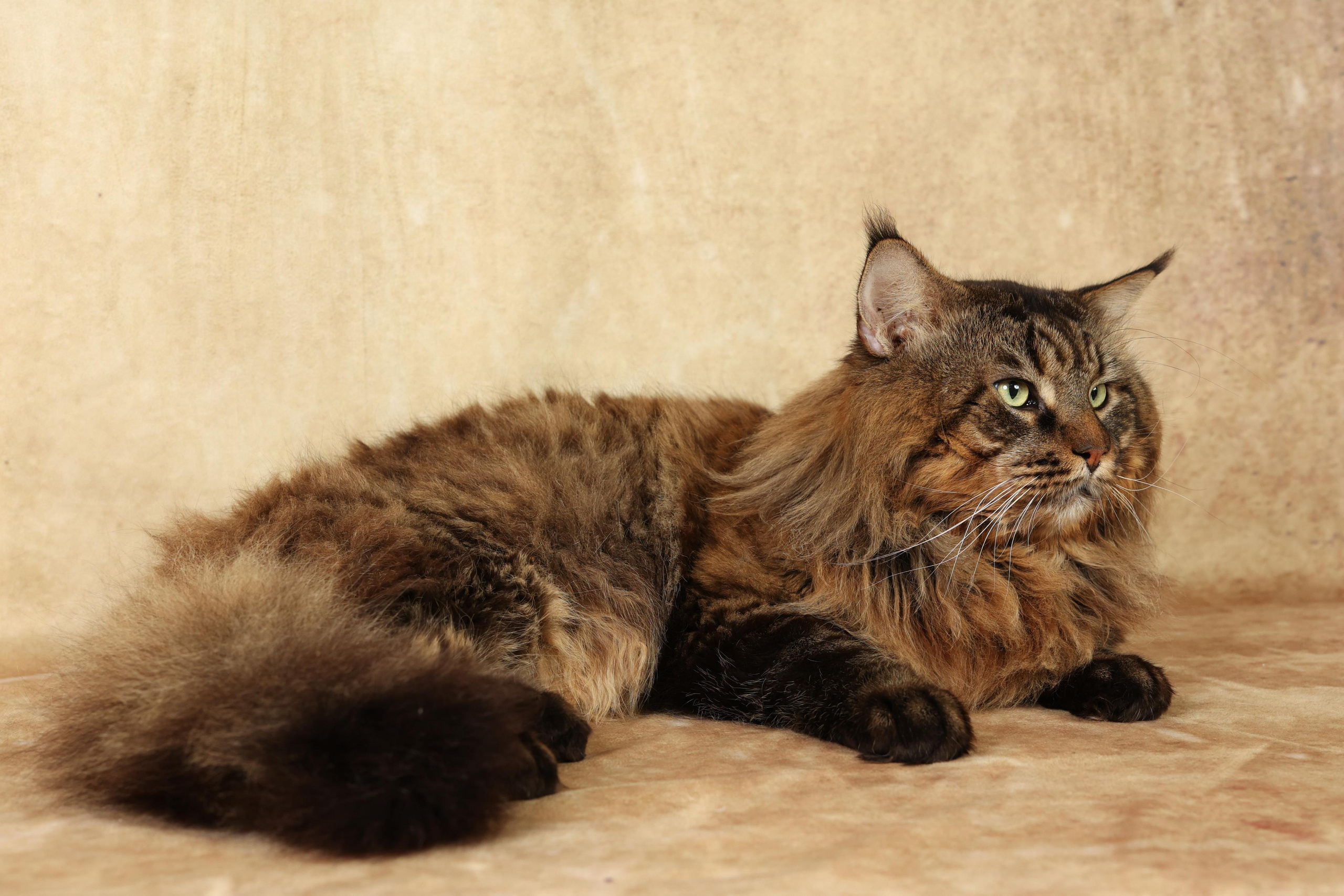 Cats. Time machine Studio