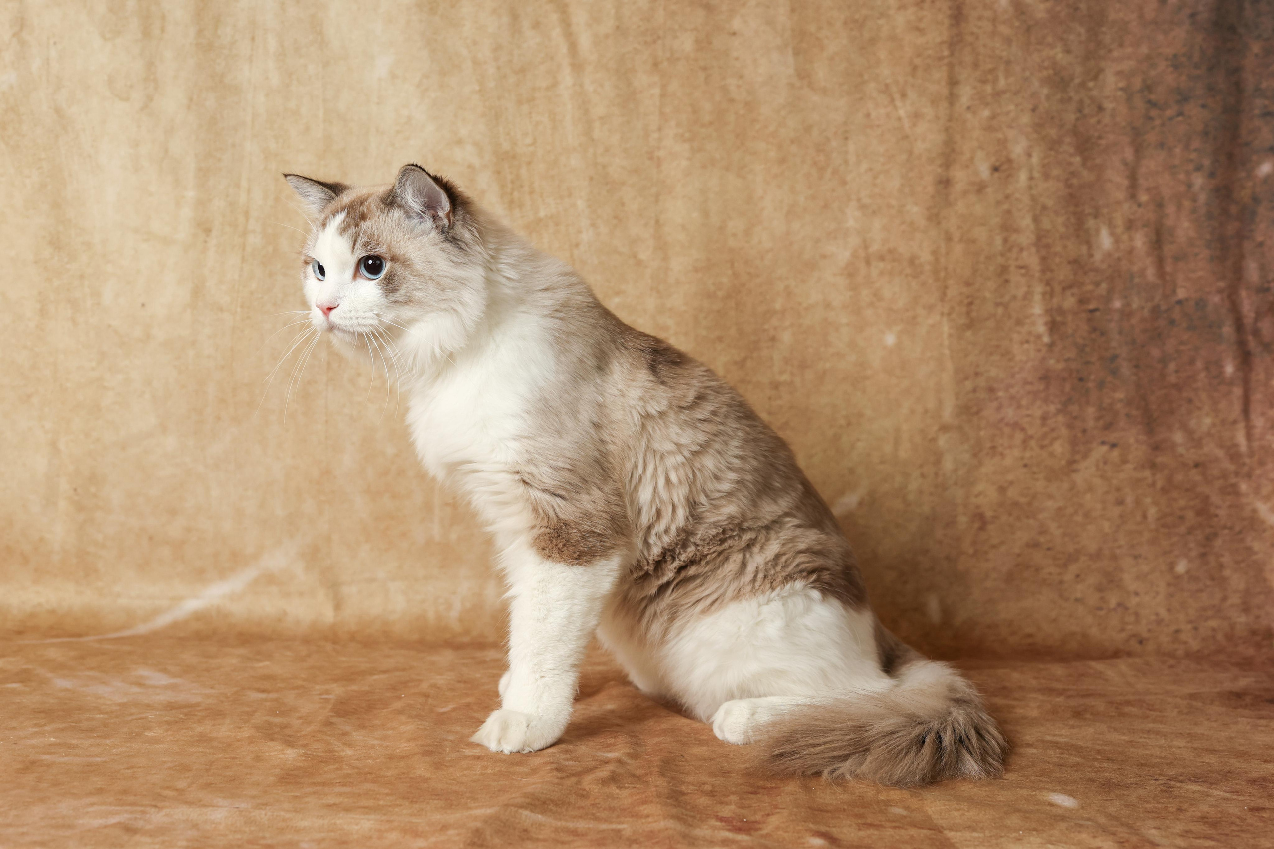 Cats. Time machine Studio