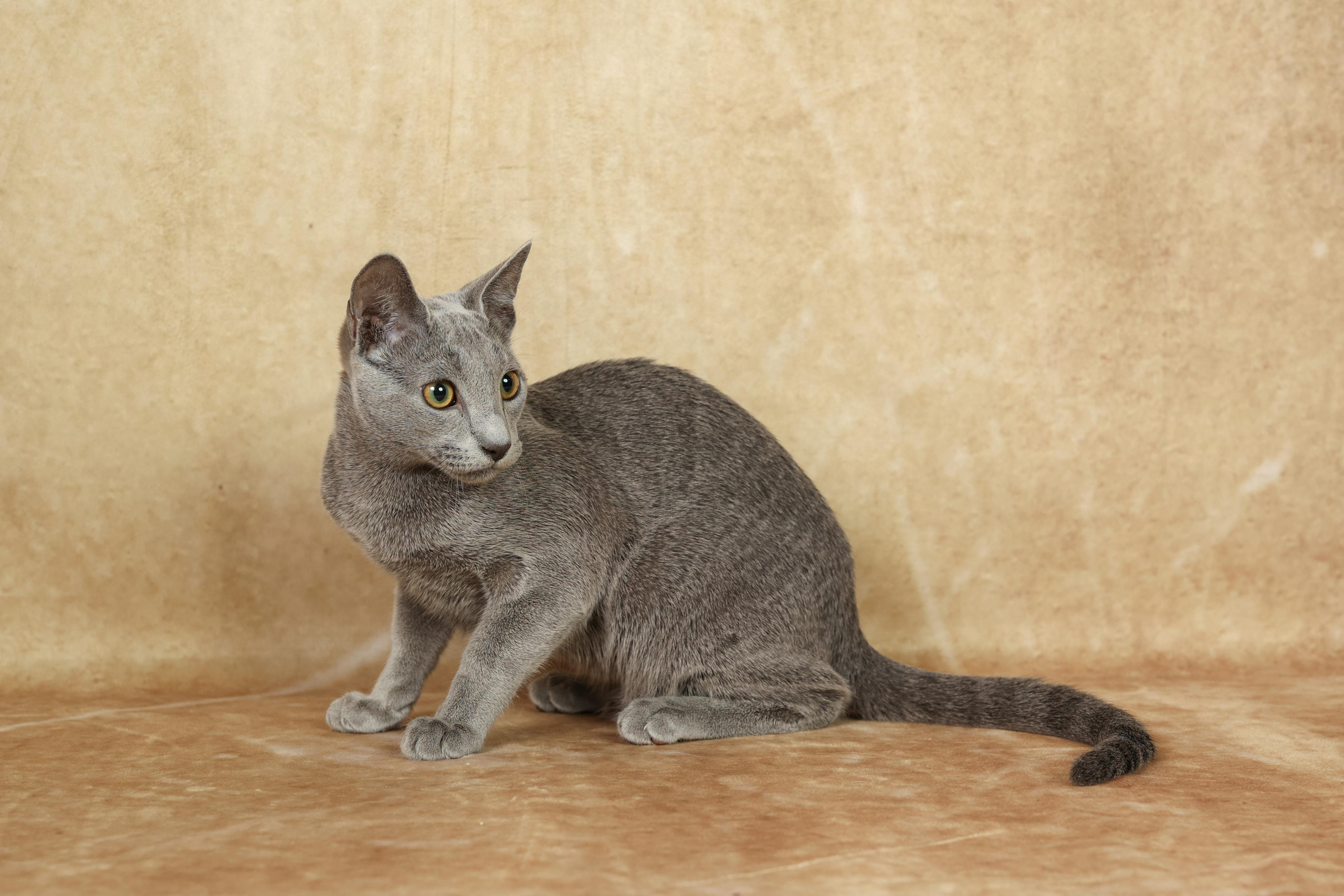 Cats. Time machine Studio