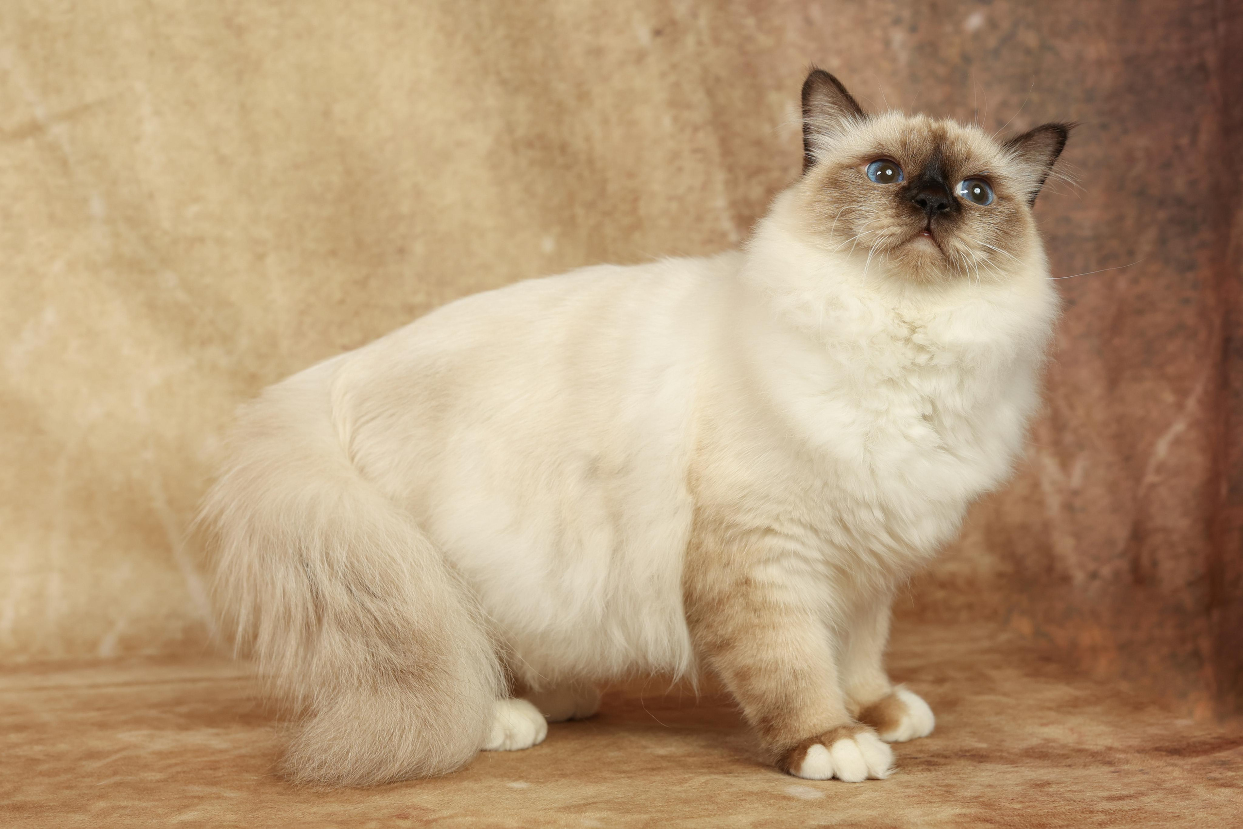 Cats. Time machine Studio