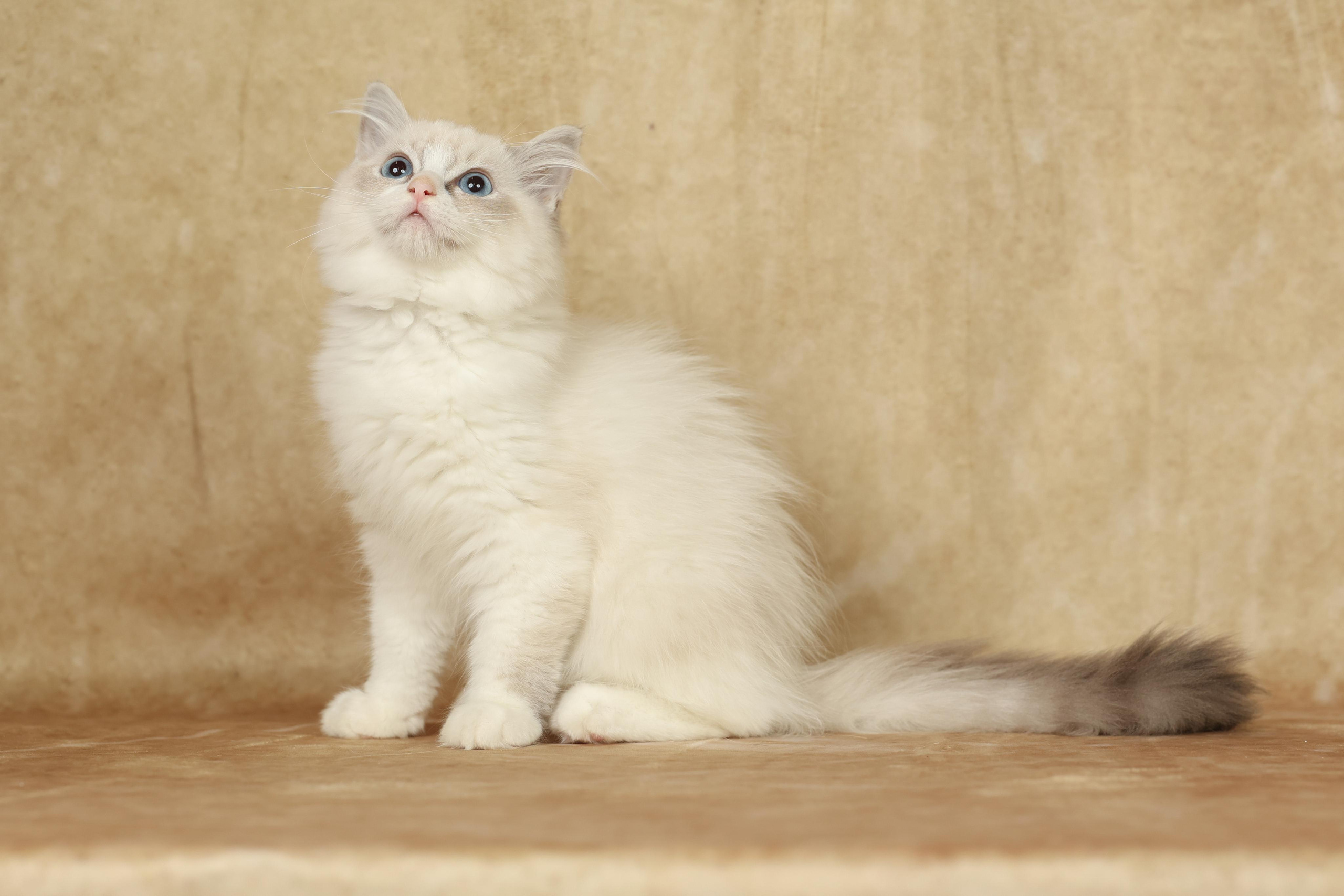 Cats. Time machine Studio