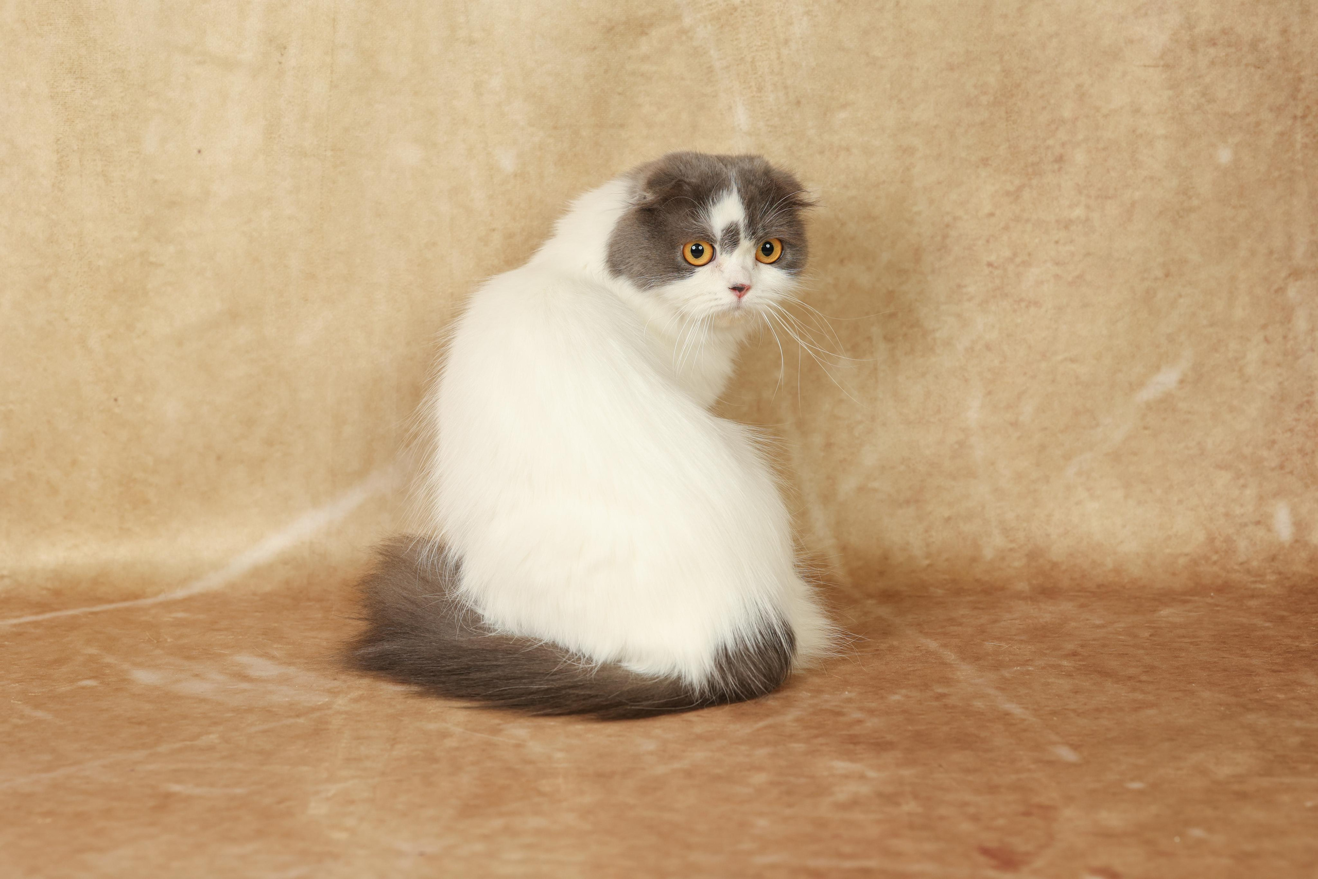 Cats. Time machine Studio