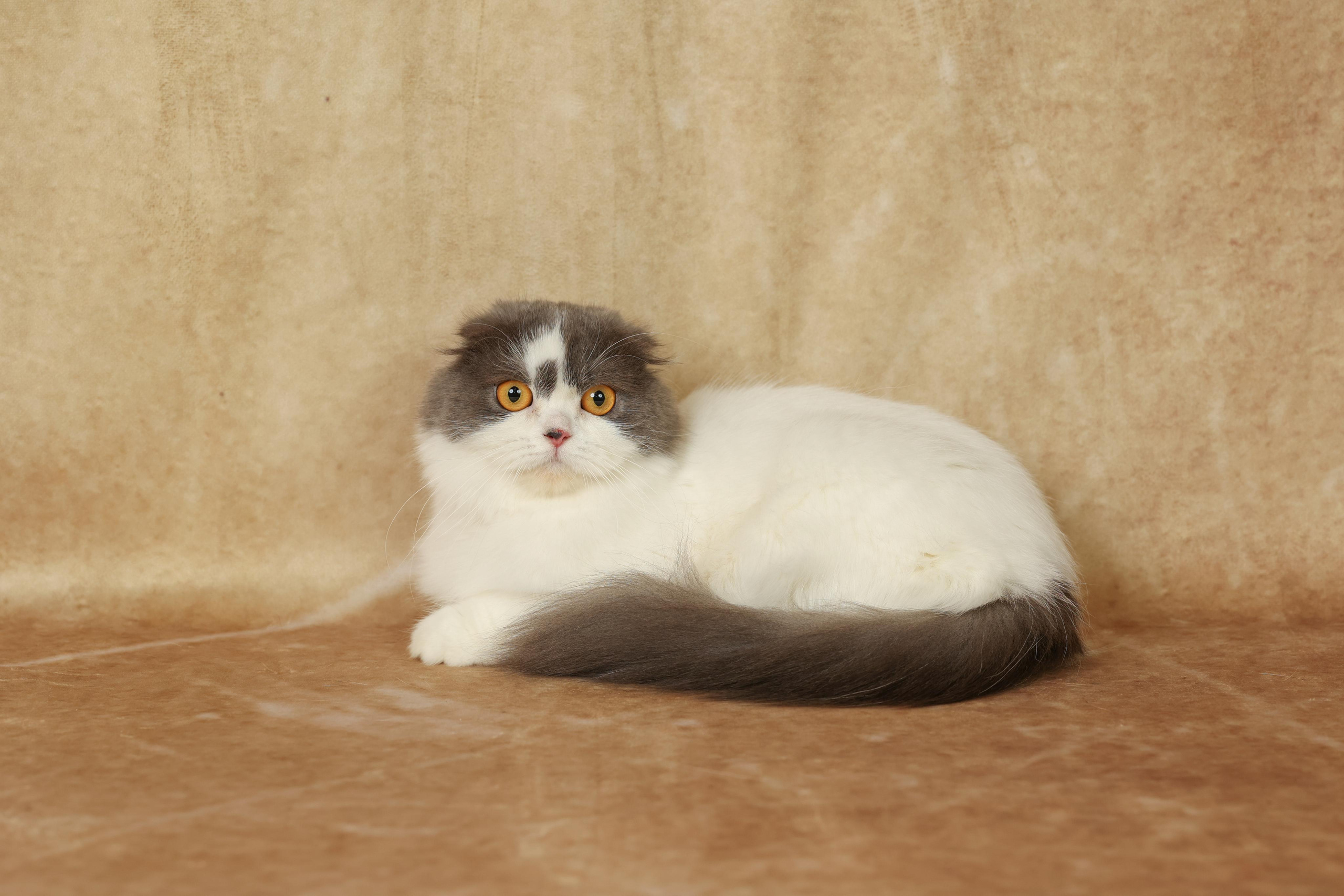 Cats. Time machine Studio