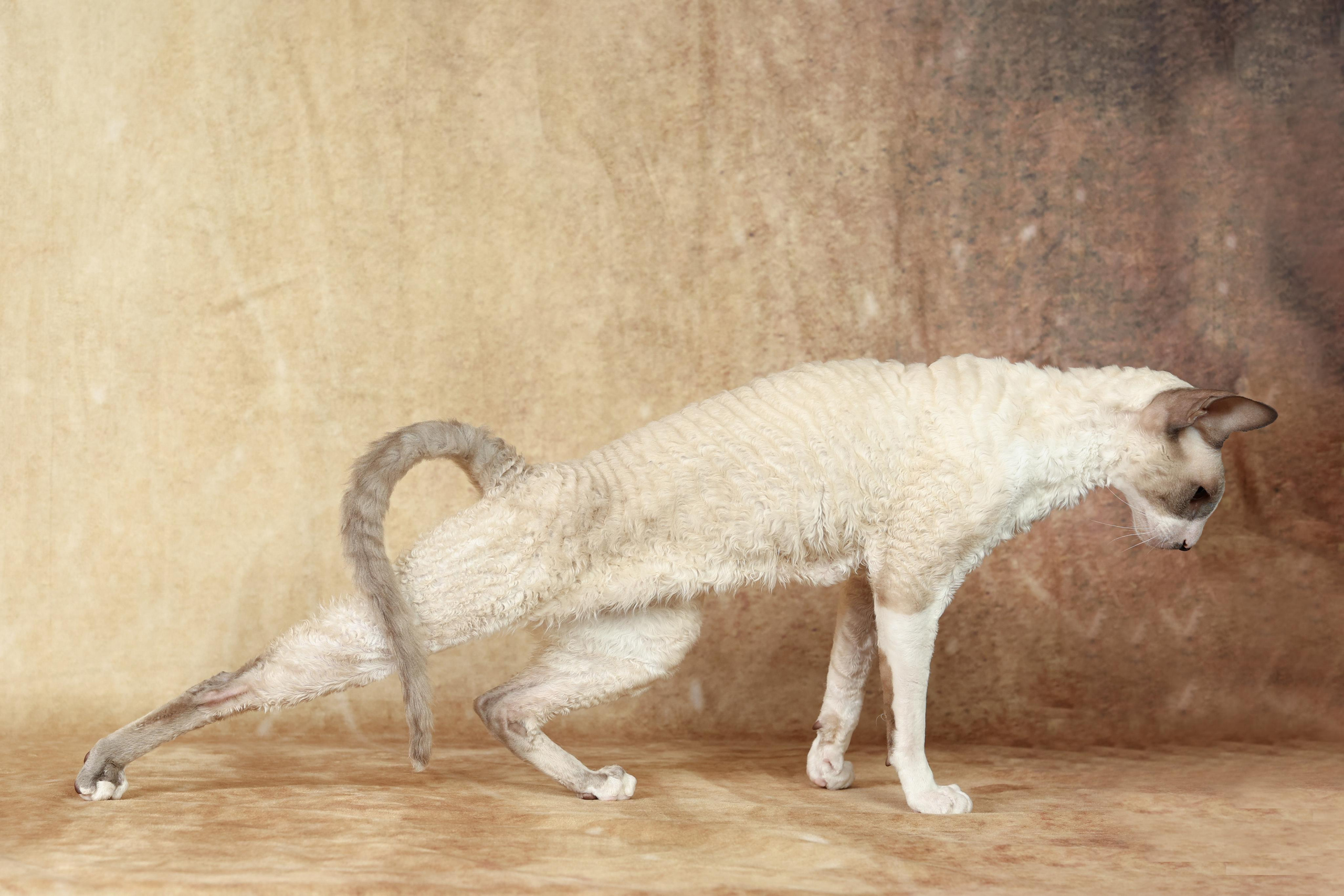 Cats. Time machine Studio