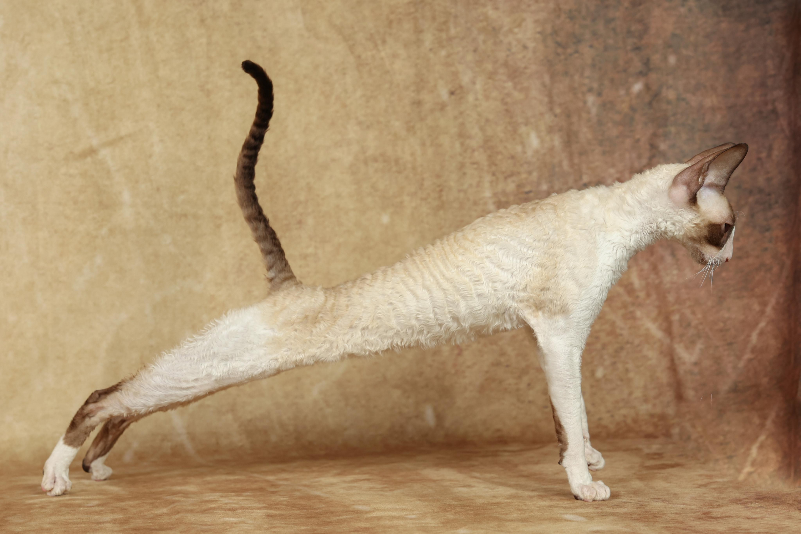 Cats. Time machine Studio