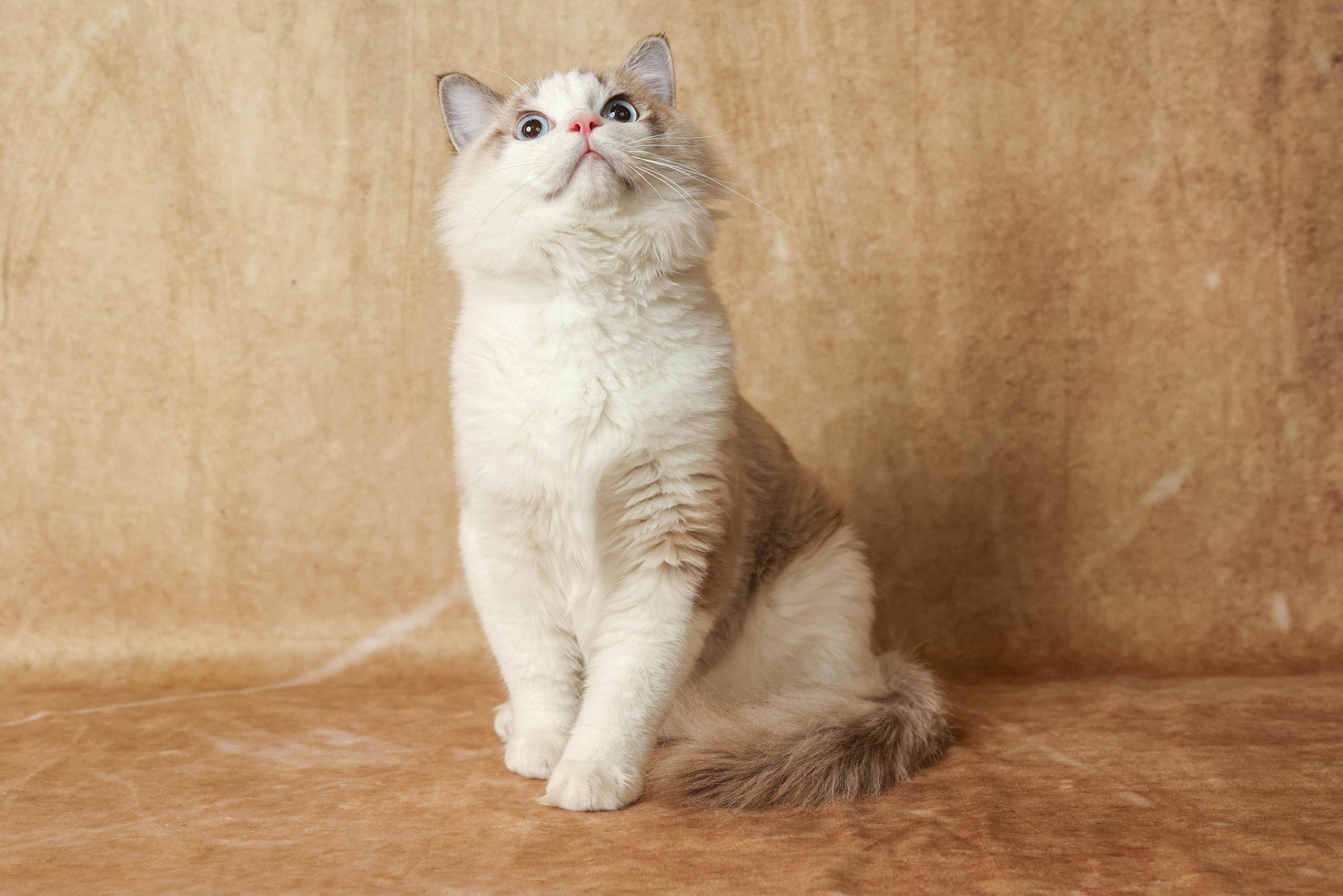 Cats. Time machine Studio