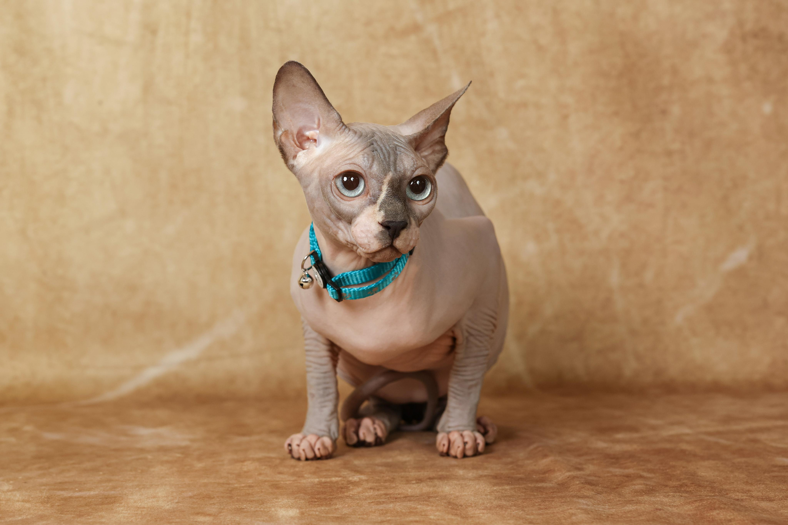 Cats. Time machine Studio