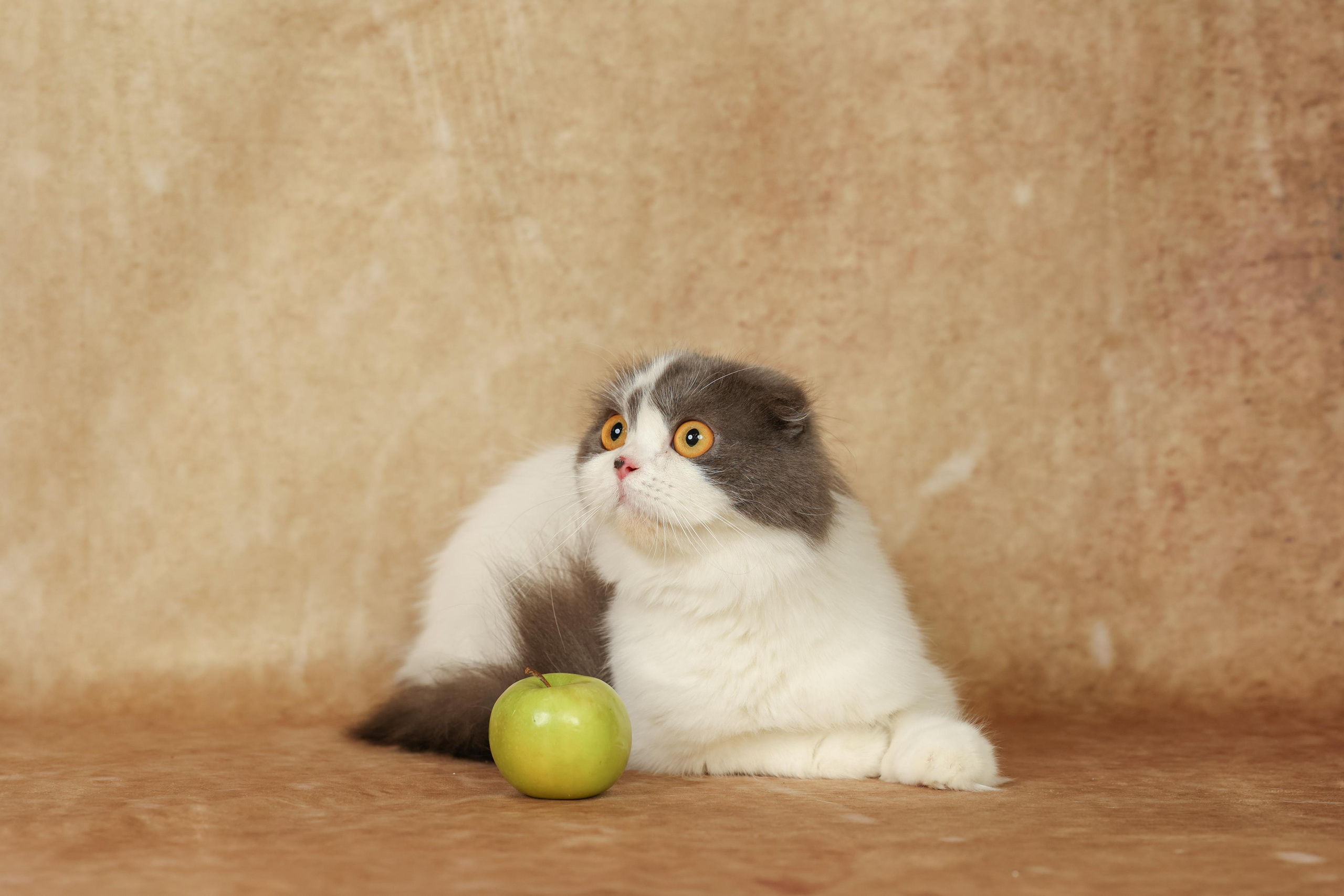 Cats. Time machine Studio